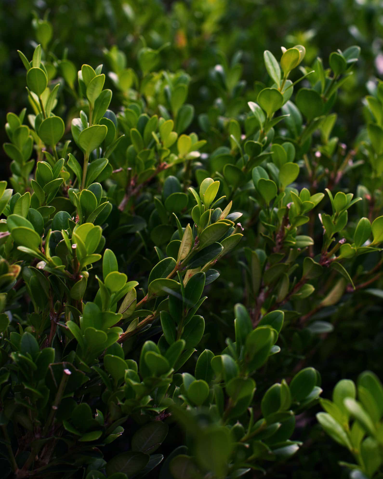 Wintergreen Boxwood - Image 3