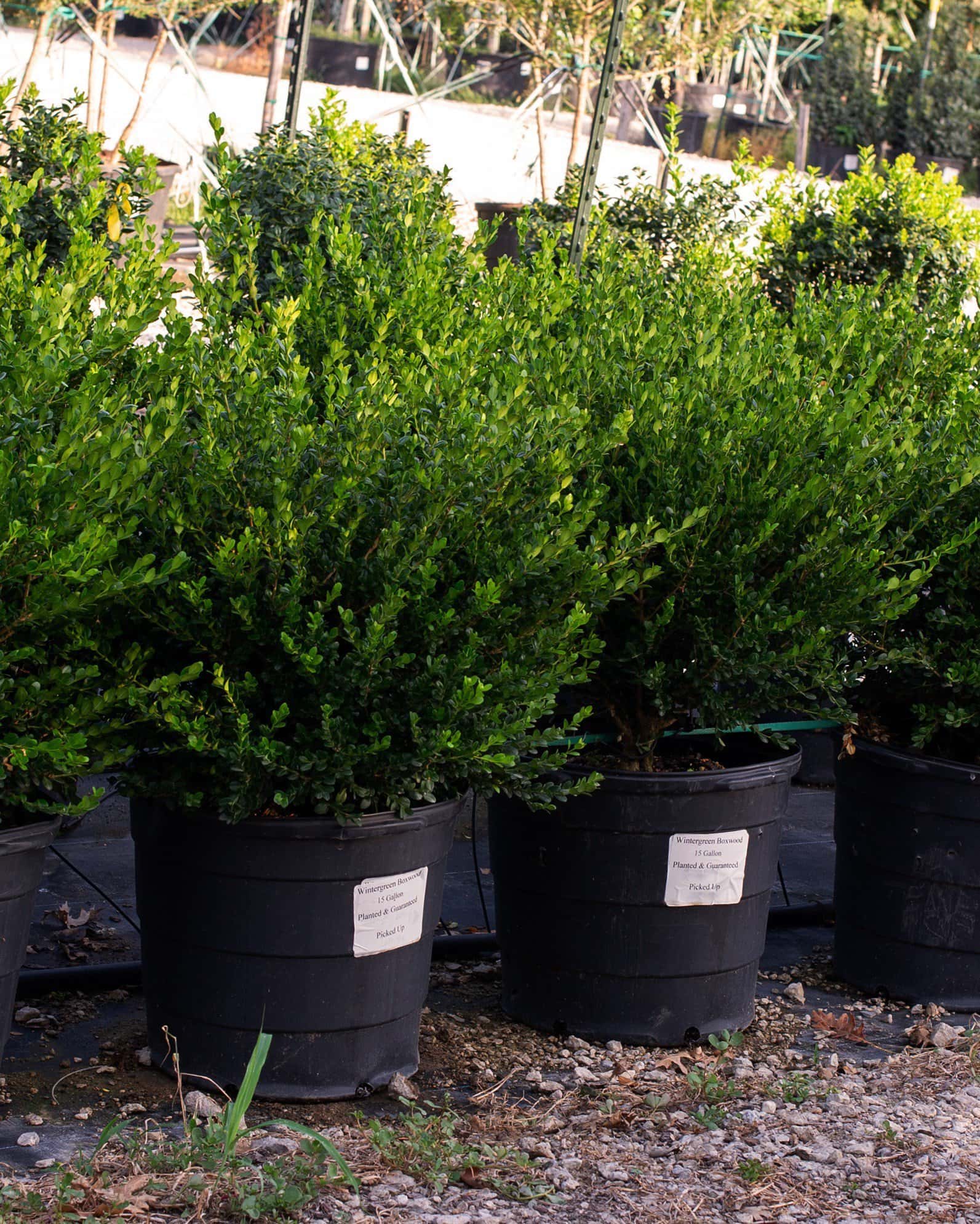 Wintergreen Boxwood - Image 5