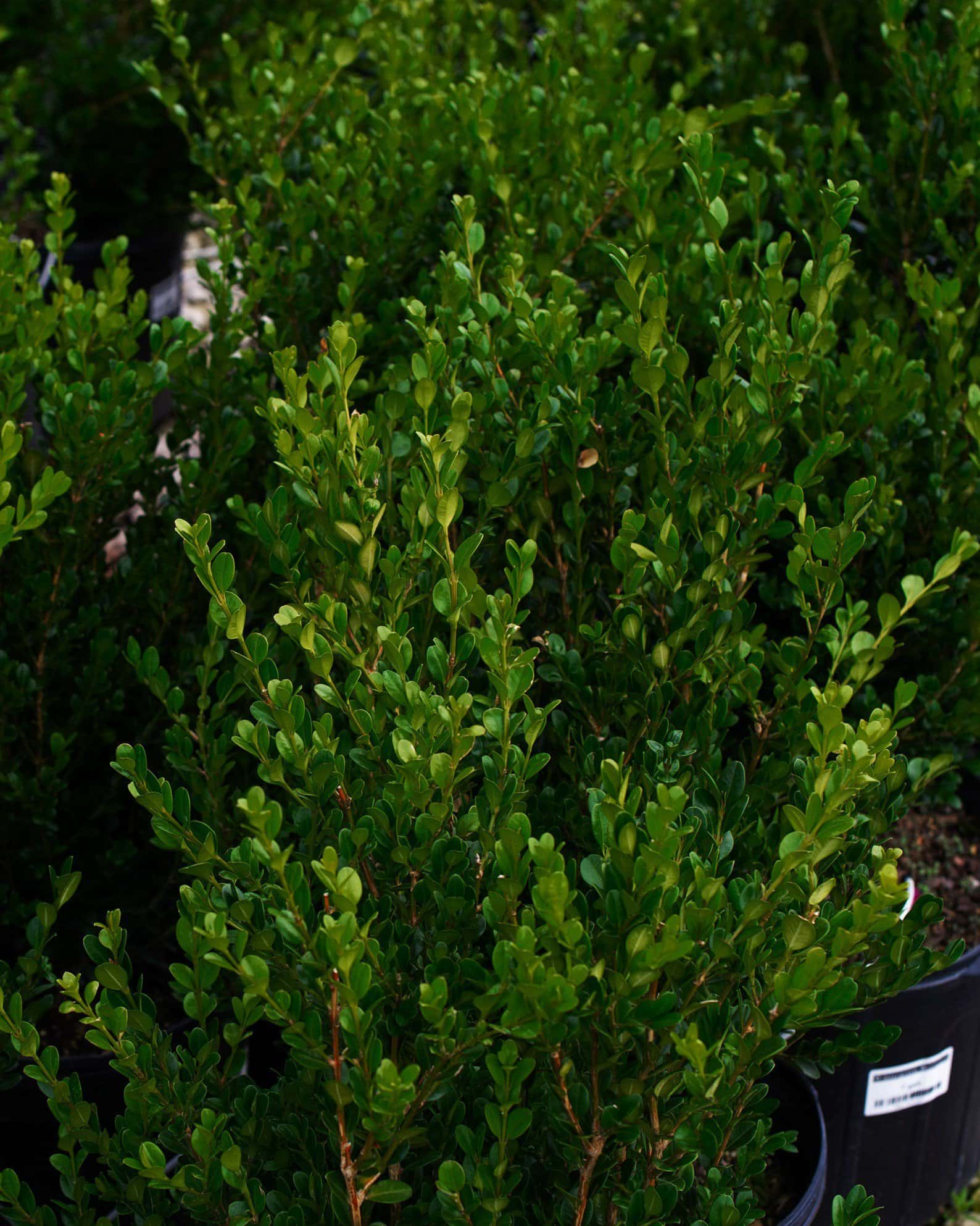 Wintergreen Boxwood - Image 6