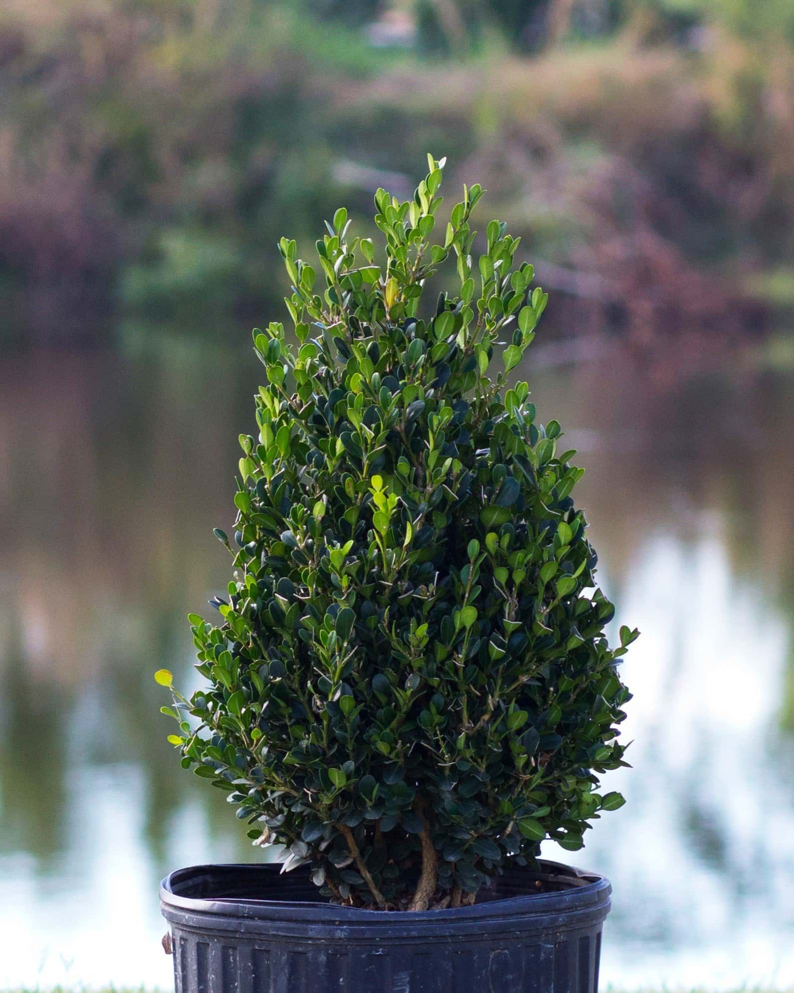 Wintergreen Boxwood Cone - Main Image