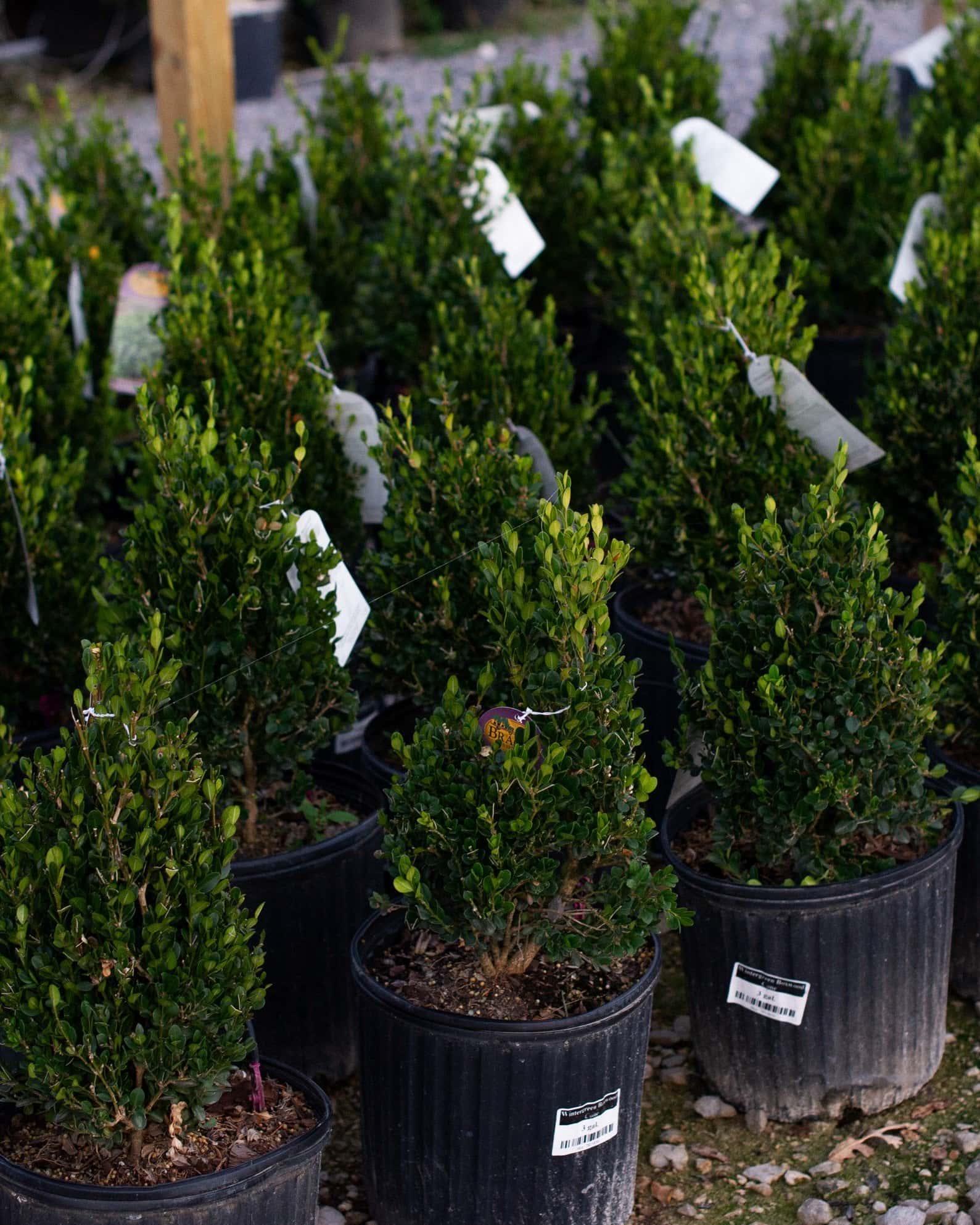 Wintergreen Boxwood Cone - Image 4