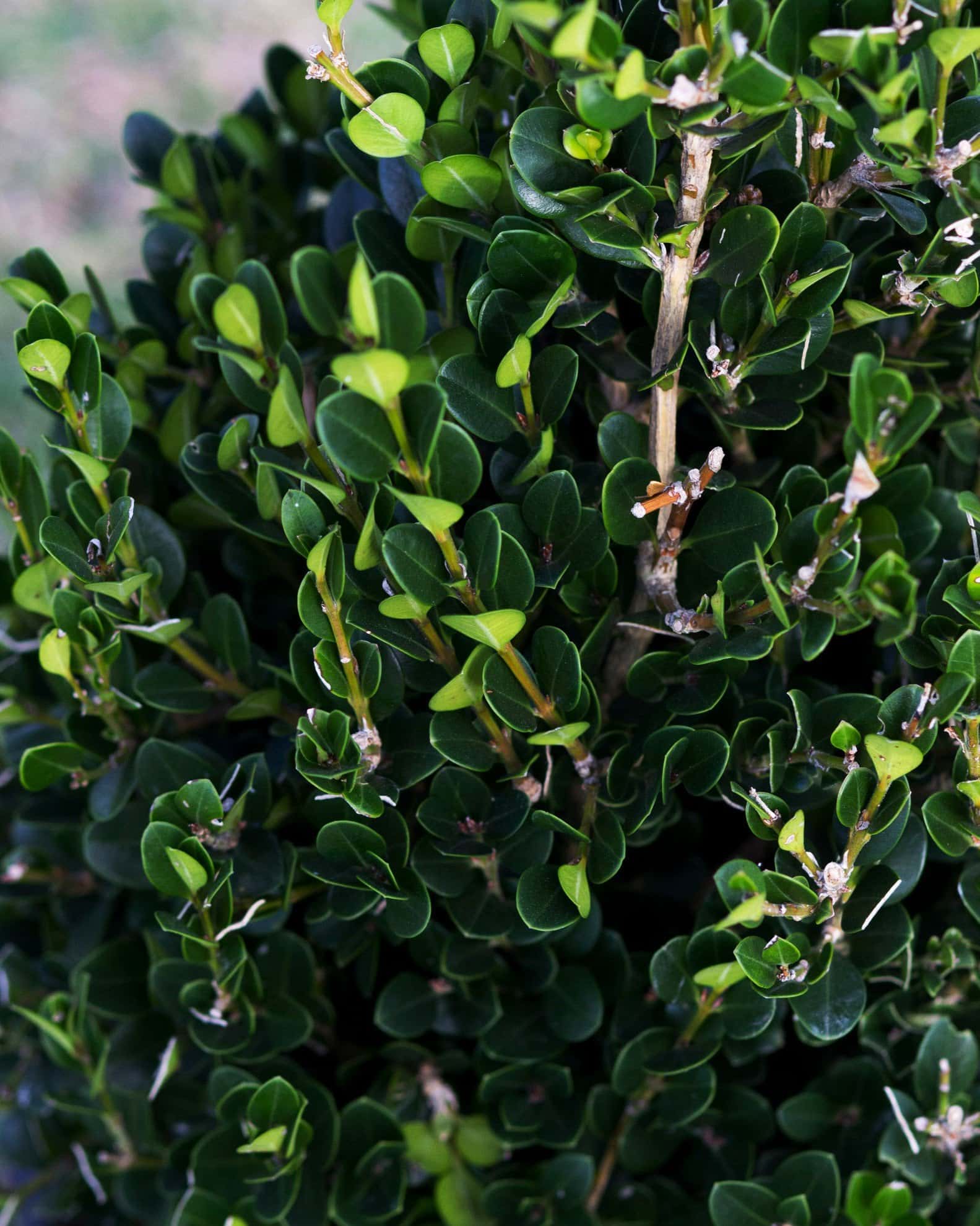 Wintergreen Boxwood Cone - Image 5