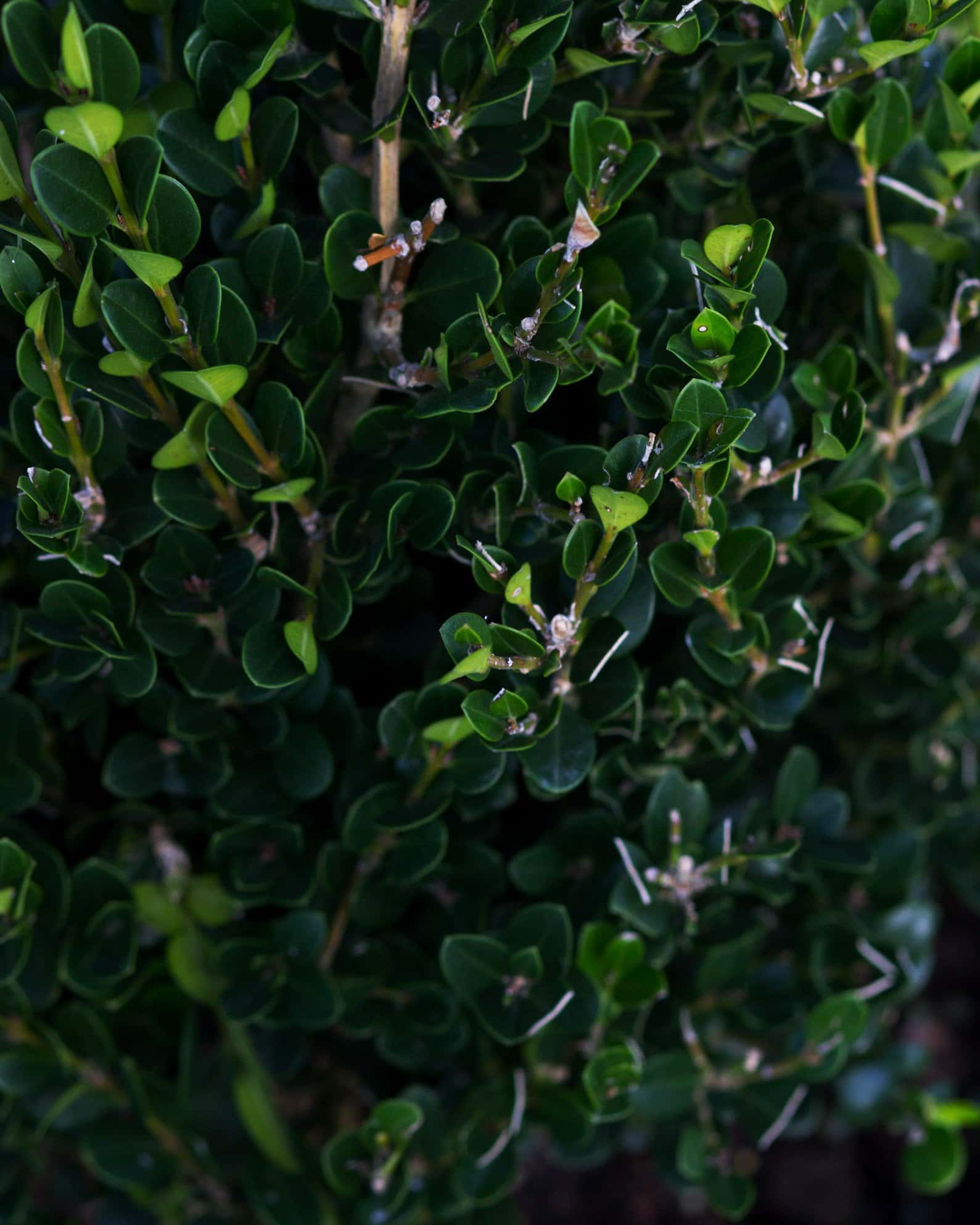 Wintergreen Boxwood Cone - Image 6