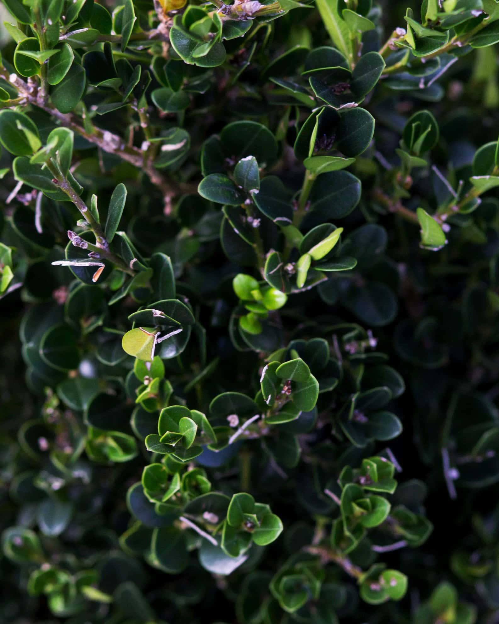 Wintergreen Boxwood Cone - Image 7