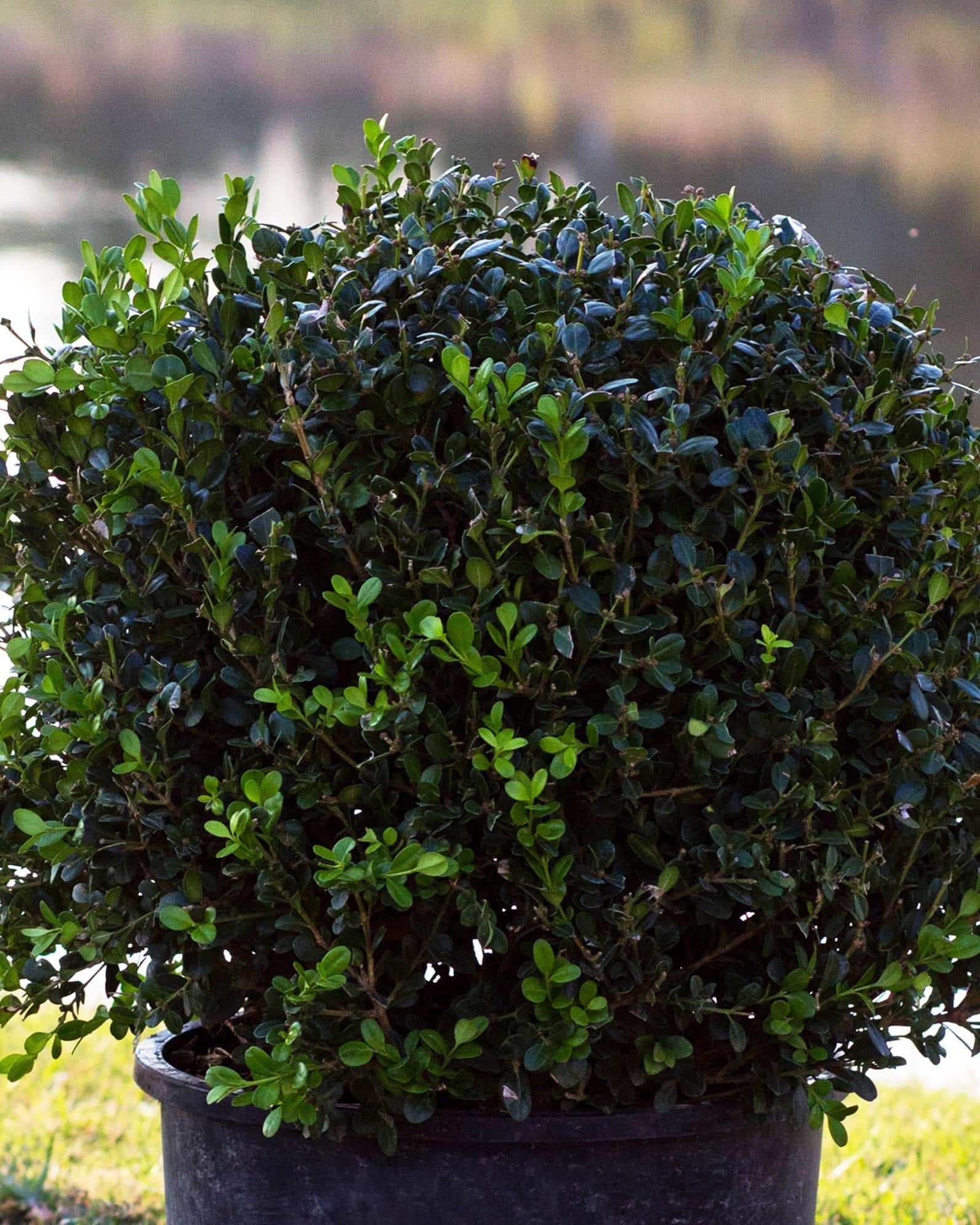 Wintergreen Boxwood Globe - Main Image