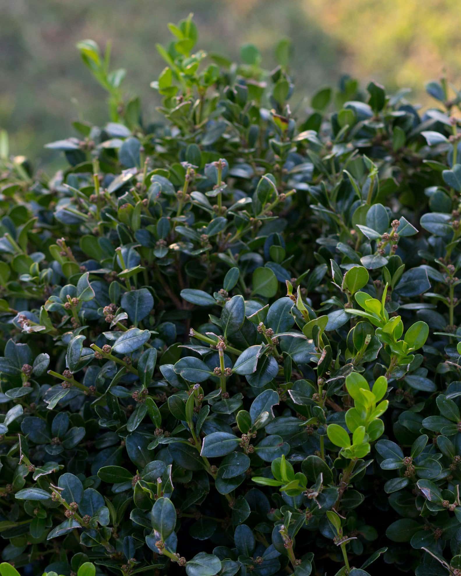 Wintergreen Boxwood Globe - Image 5