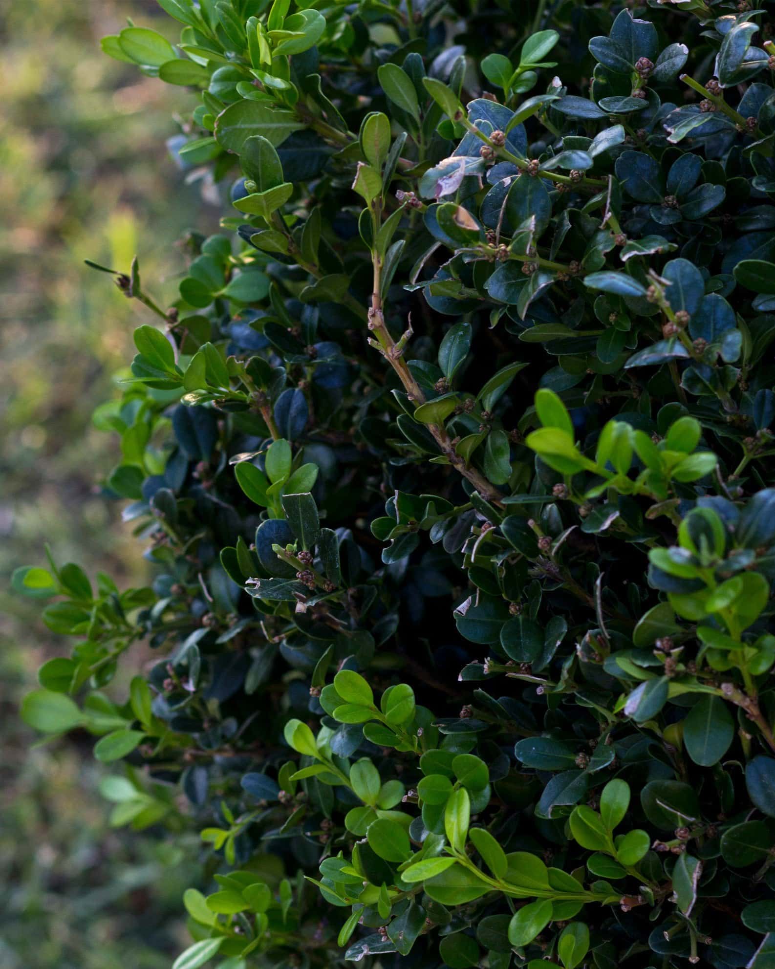 Wintergreen Boxwood Globe - Image 6