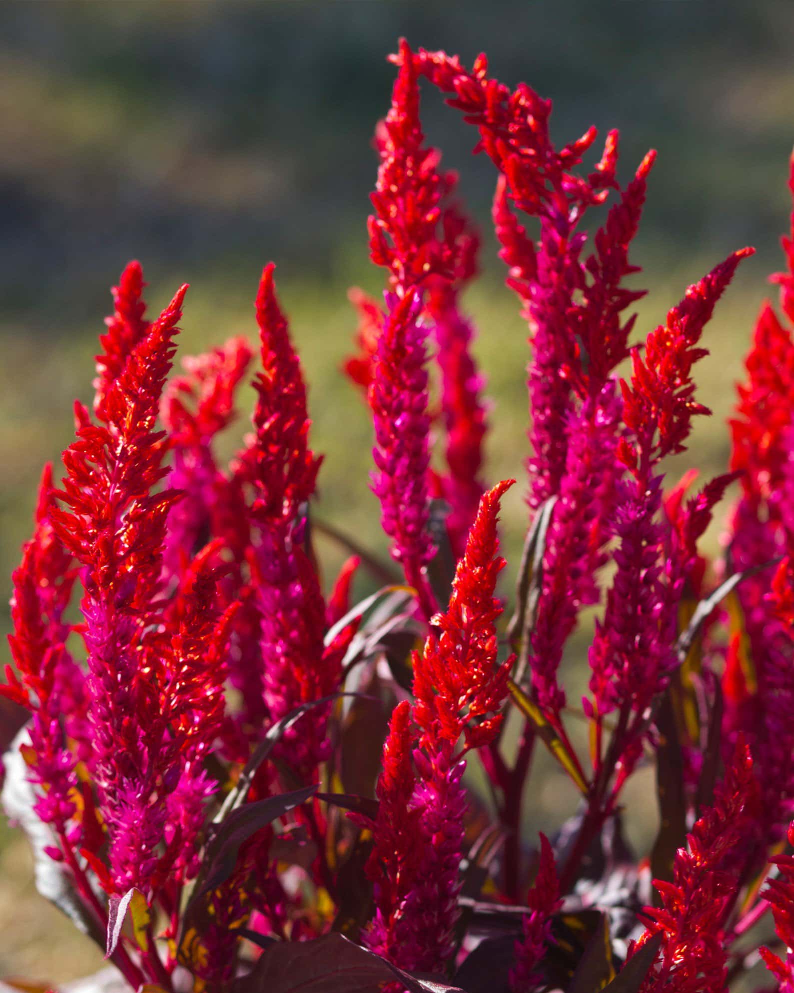 Dragon's Breath Celosia - Image 4