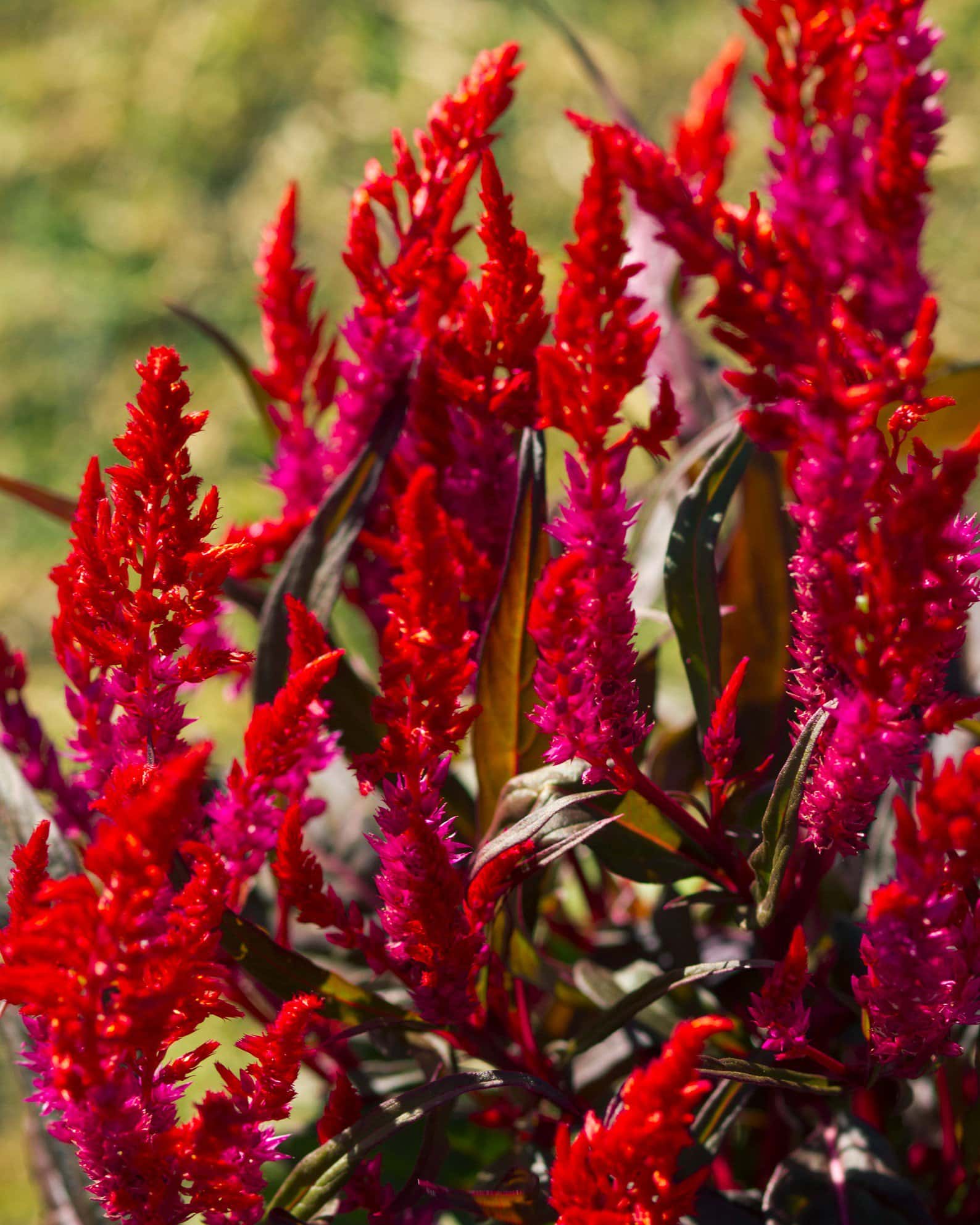 Dragon's Breath Celosia - Image 5