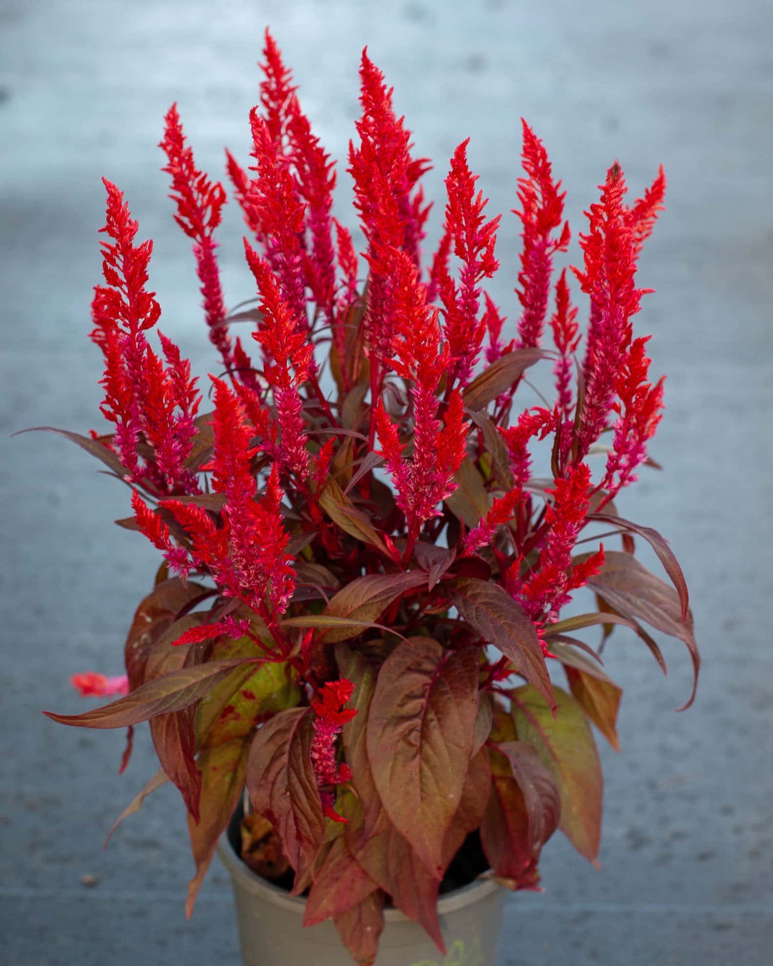 Dragon's Breath Celosia - Image 6