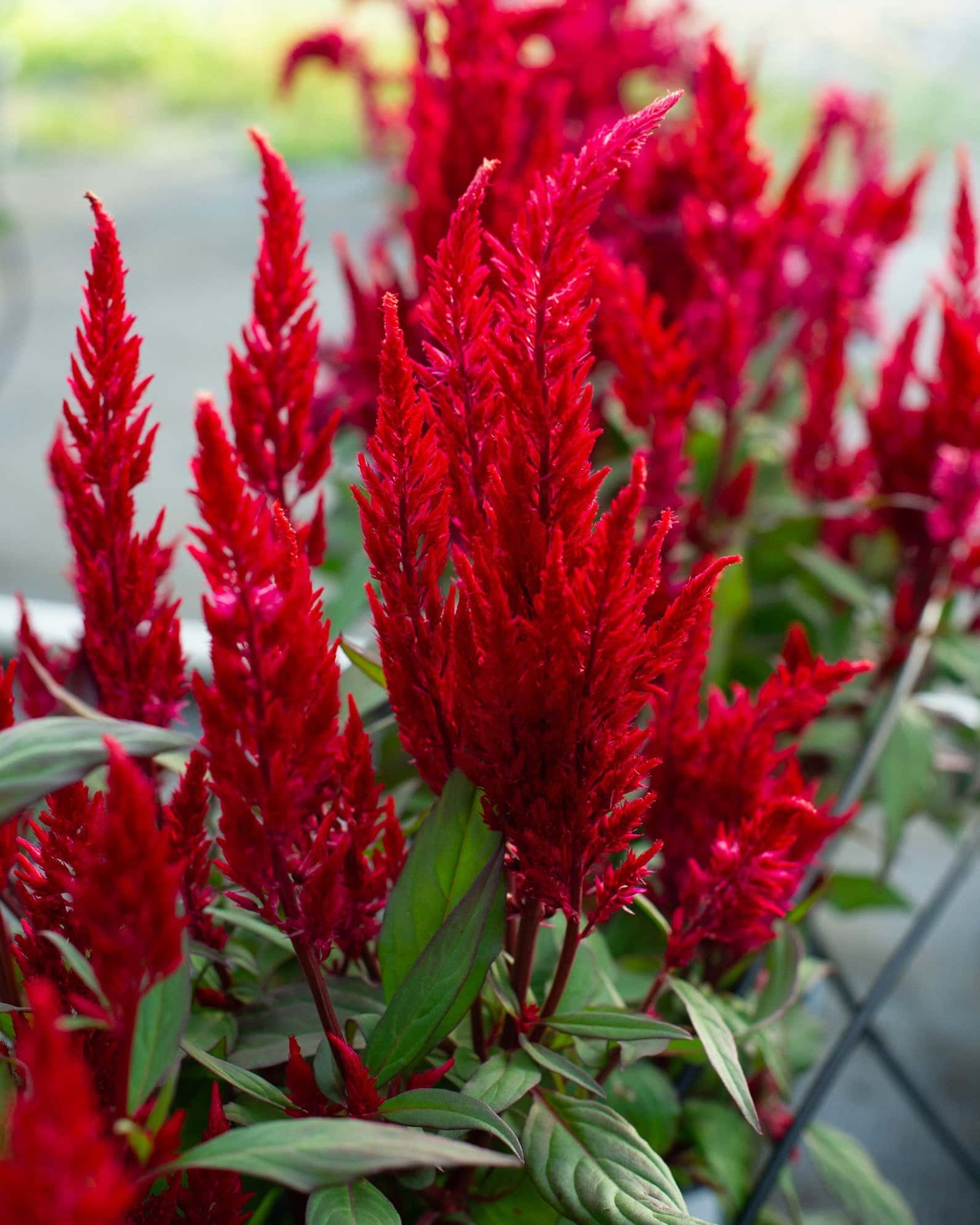 Bright Sparks Burgundy Celosia - Image 1