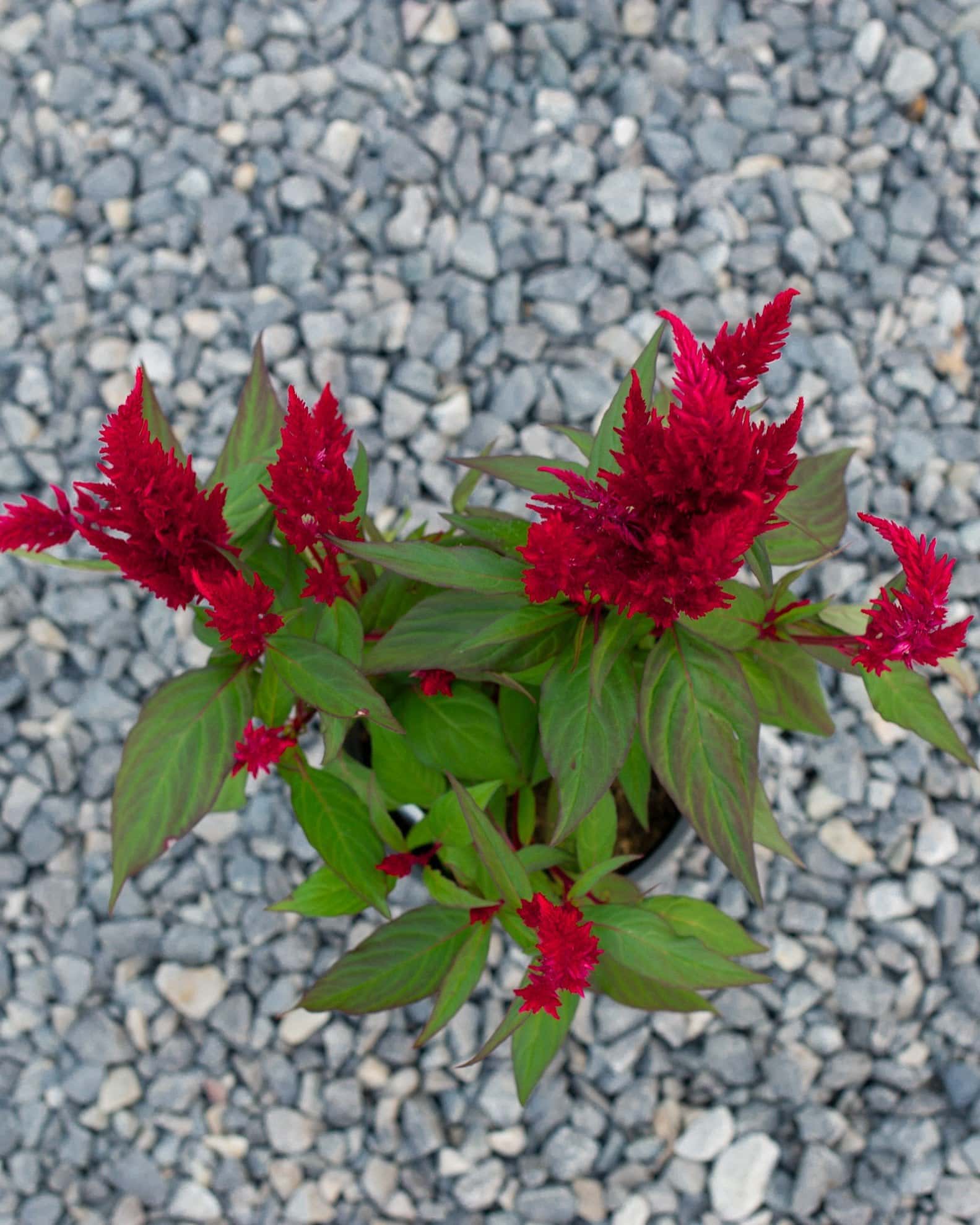 Bright Sparks Burgundy Celosia - Image 5