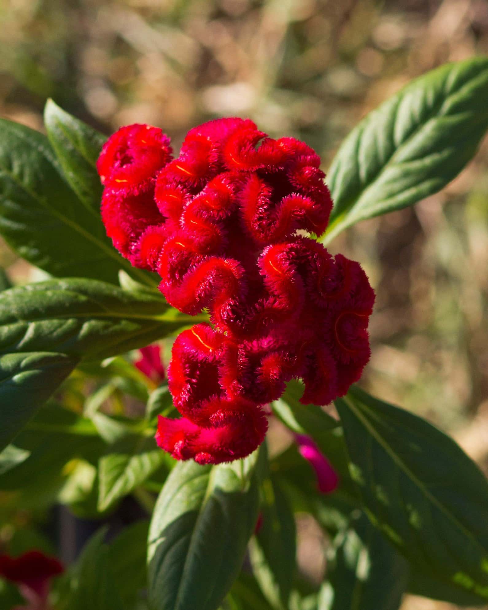 Twisted Red Celosia - Image 5