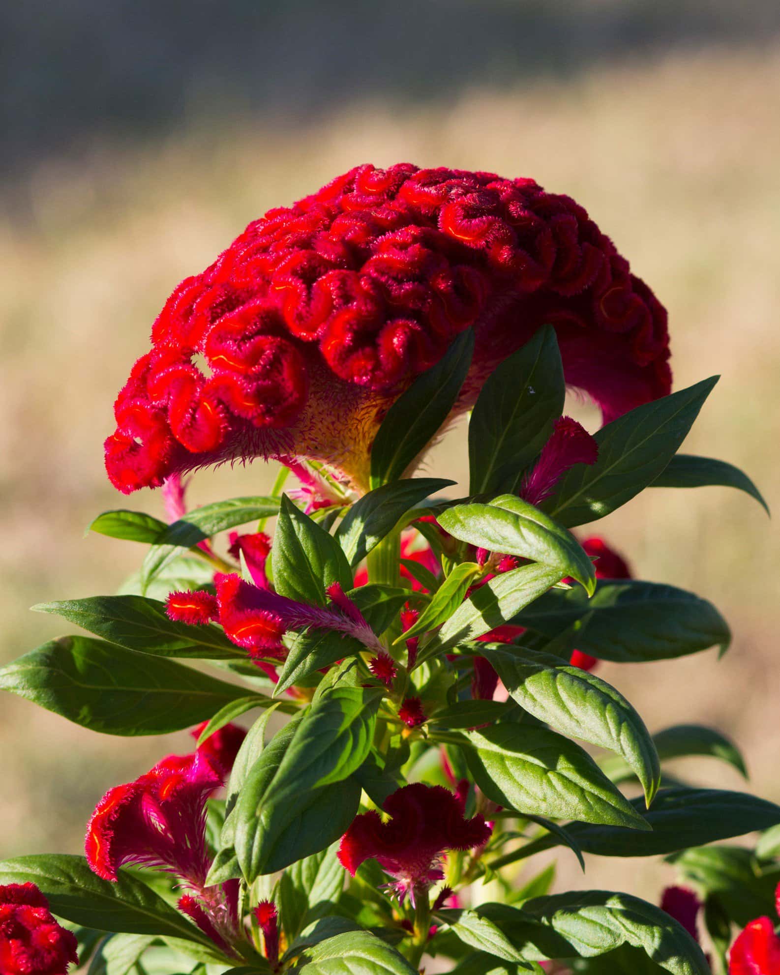 Twisted Red Celosia - Image 6