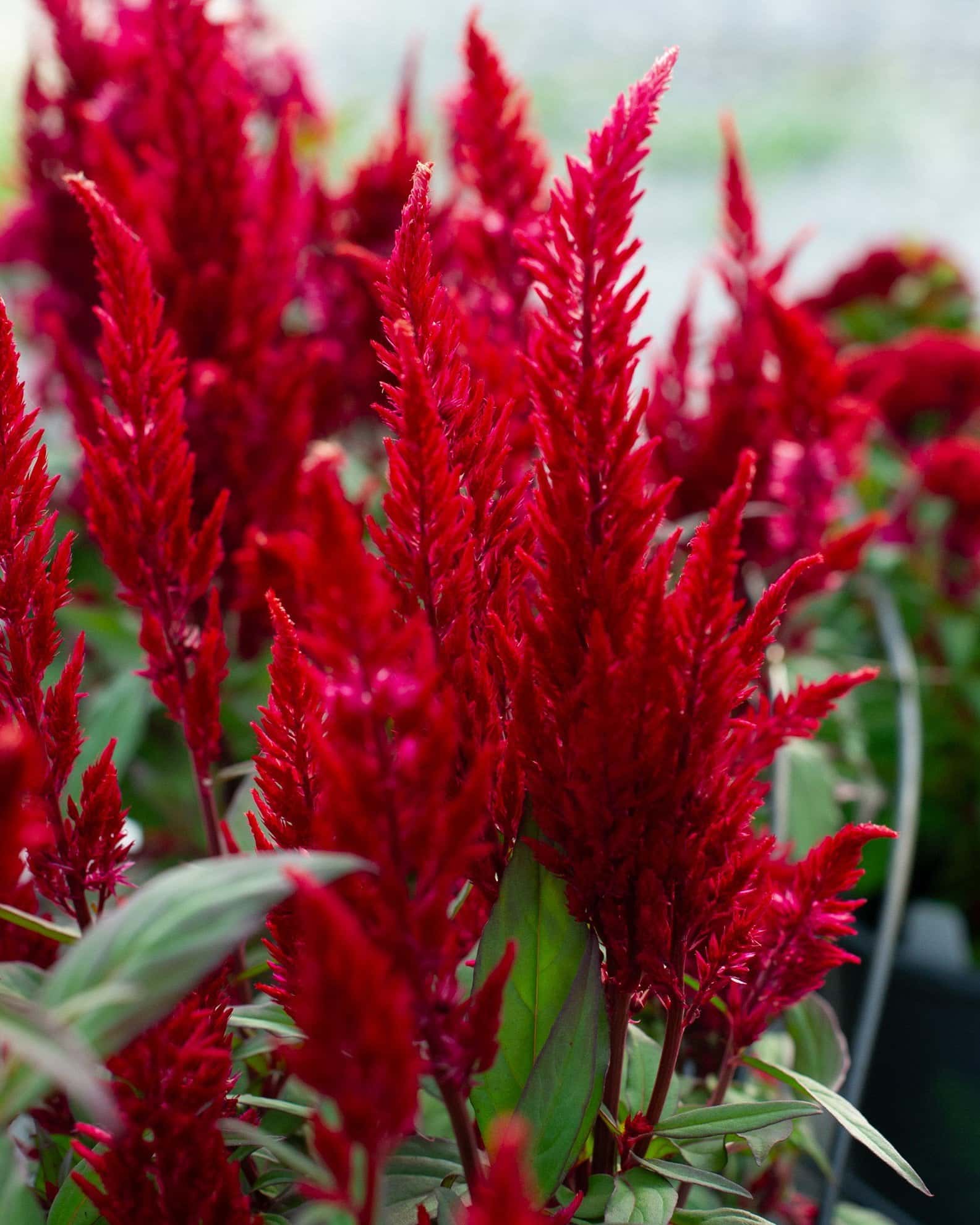 Bright Sparks Burgundy Celosia - Main Image
