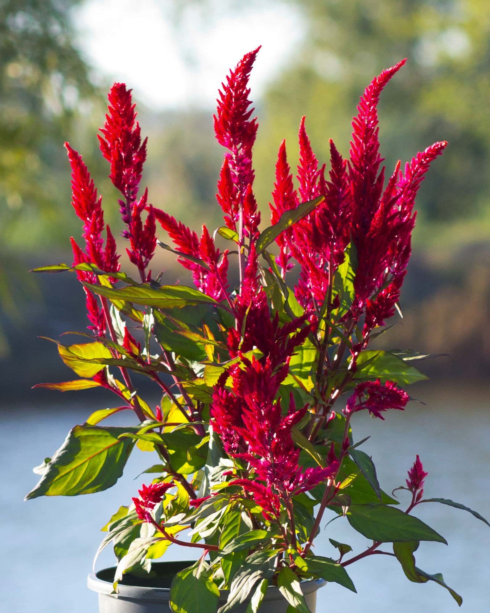Bright Sparks Burgundy Celosia - Image 7