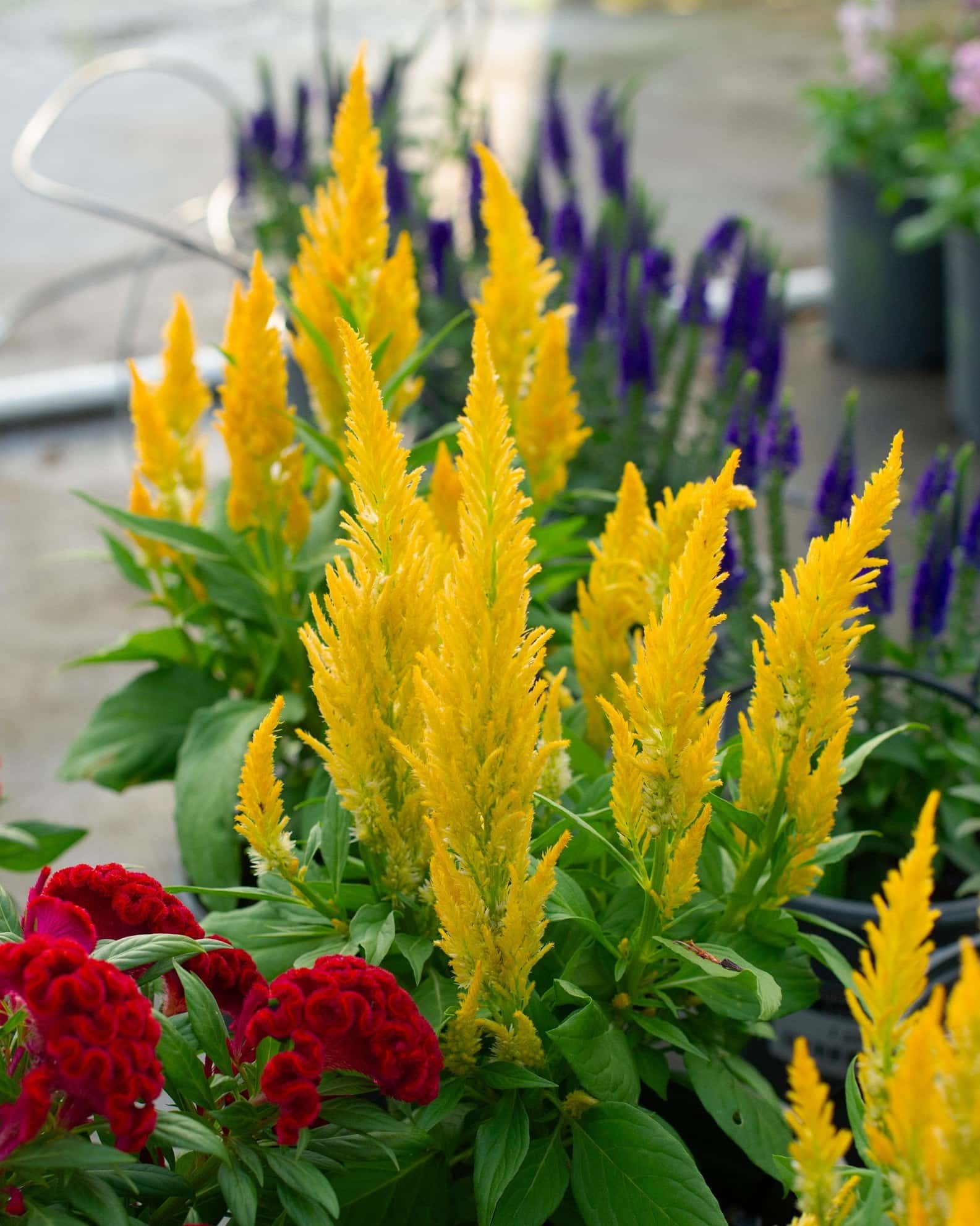 Bright Sparks Yellow Celosia - Image 1