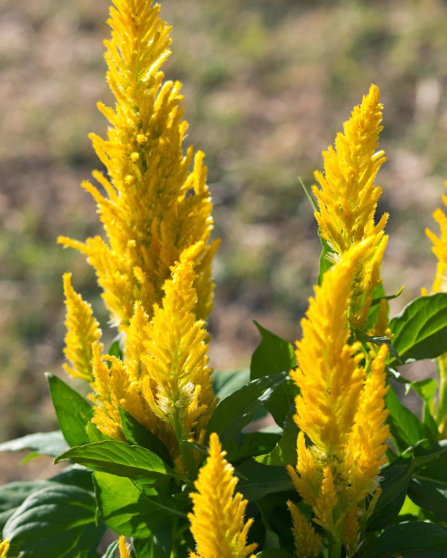 Bright Sparks Yellow Celosia - Image 6