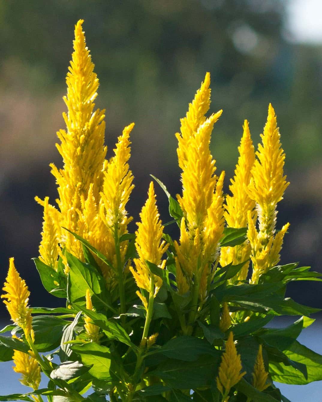 Bright Sparks Yellow Celosia - Image 7
