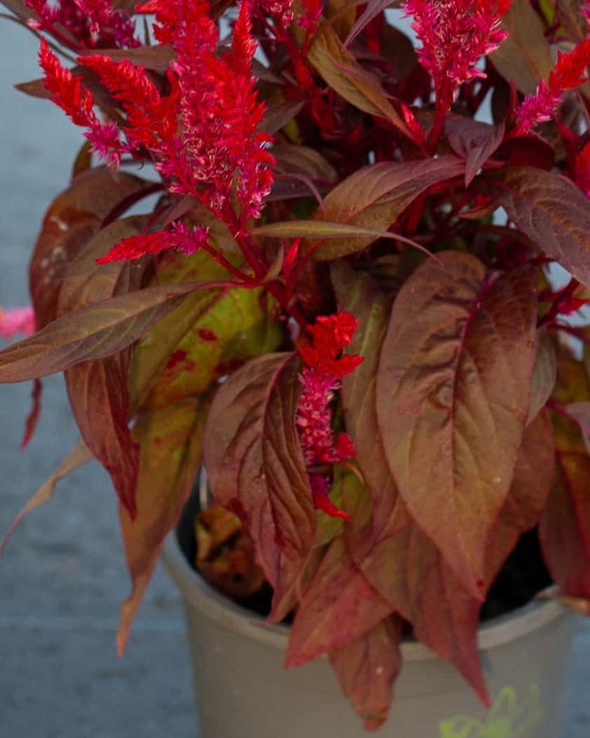 Dragon's Breath Celosia - Image 7