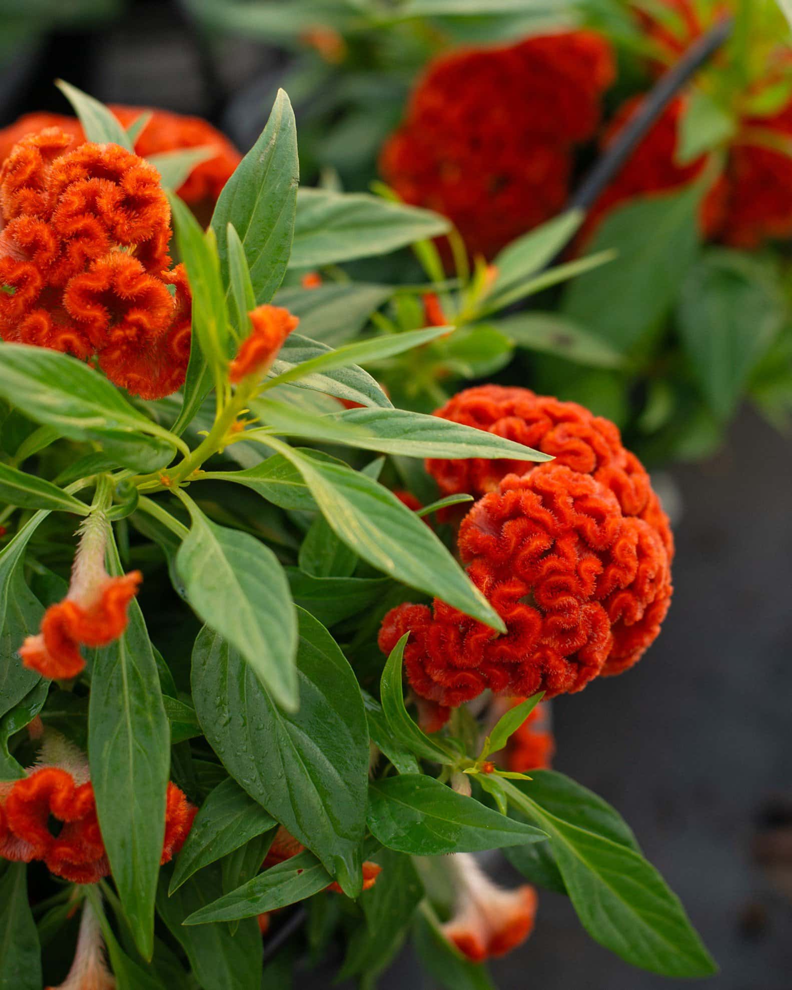 Twisted Dark Orange Celosia - Image 1