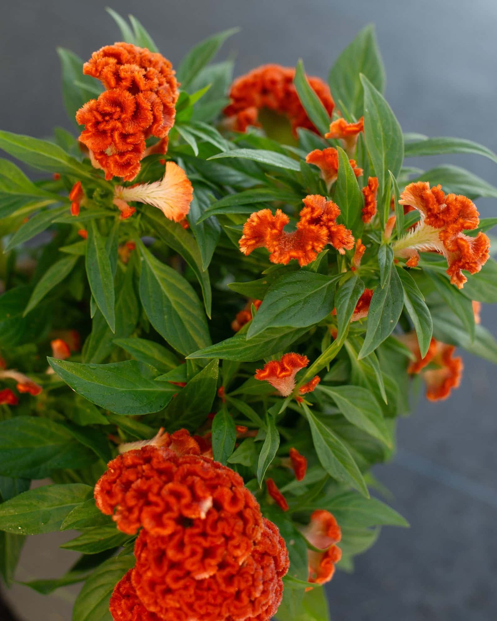 Twisted Dark Orange Celosia - Image 2