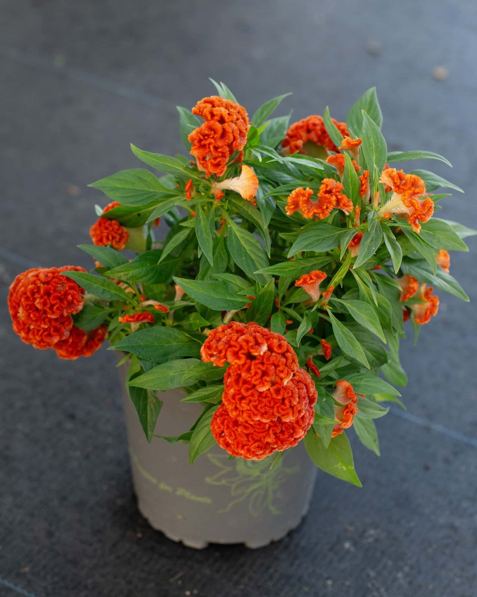 Twisted Dark Orange Celosia - Image 3