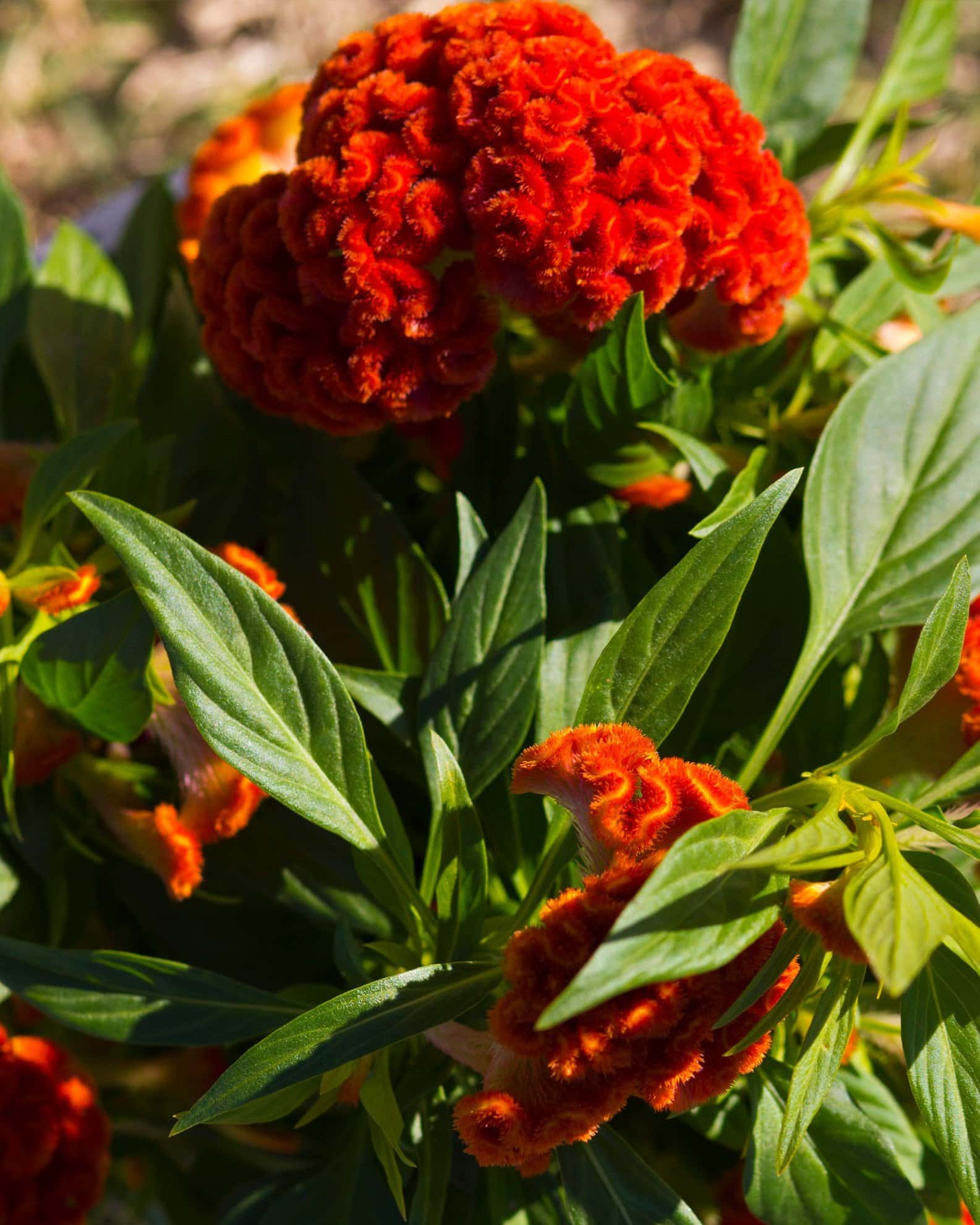 Twisted Dark Orange Celosia - Image 4