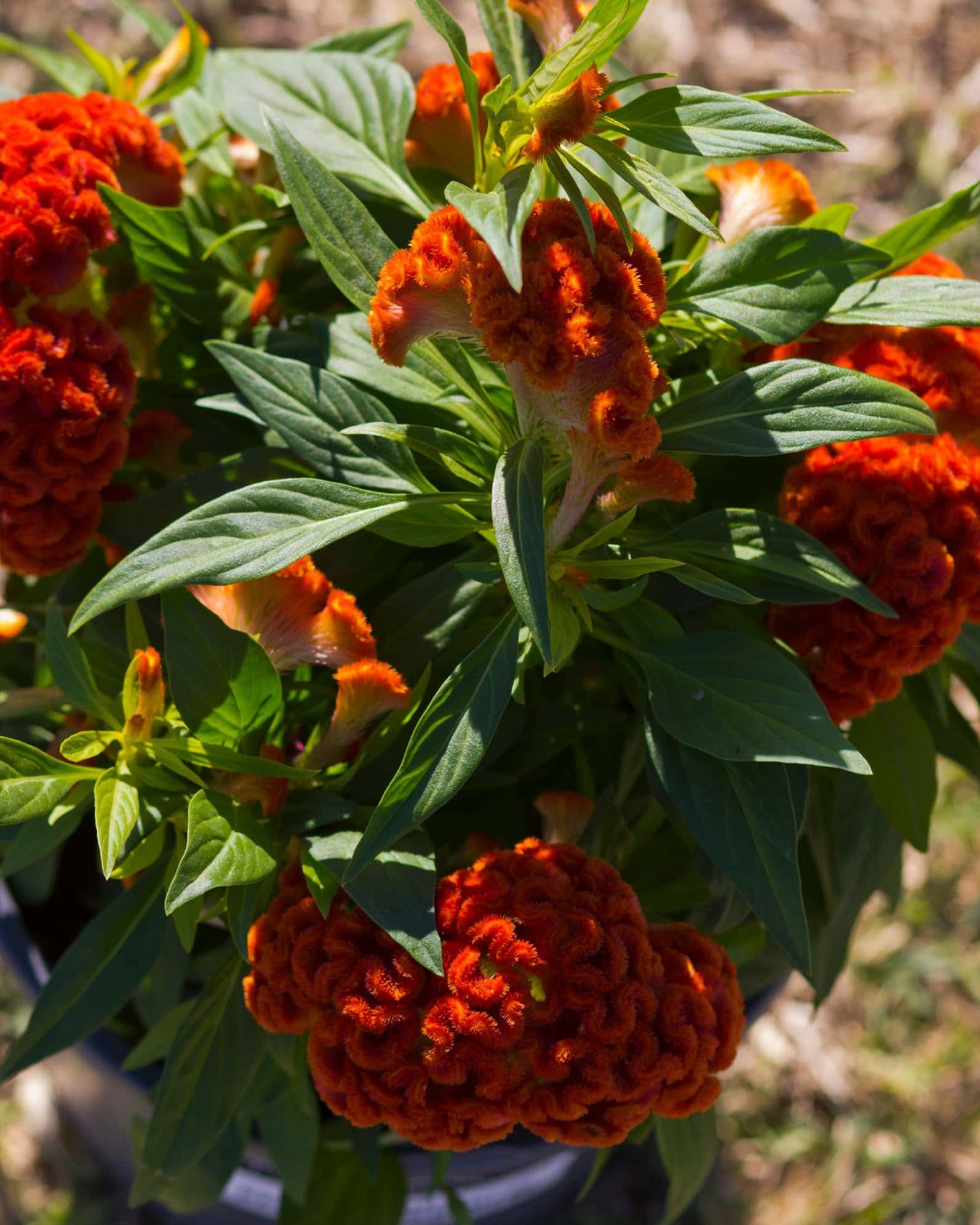 Twisted Dark Orange Celosia - Image 5