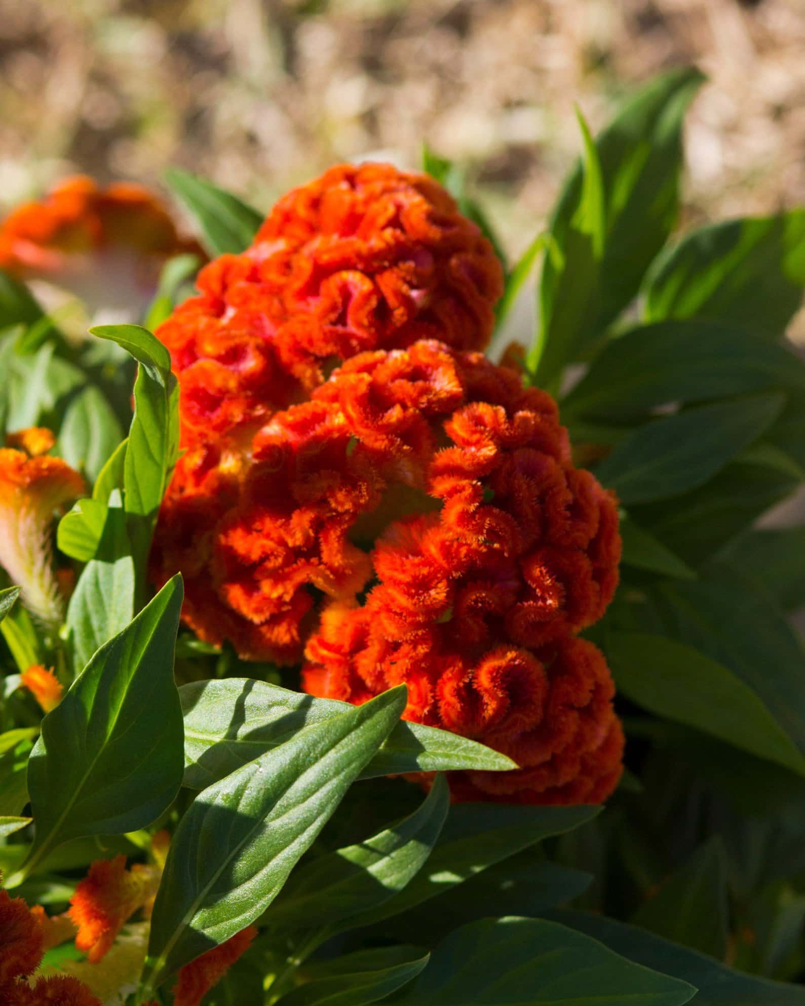 Twisted Dark Orange Celosia - Image 6