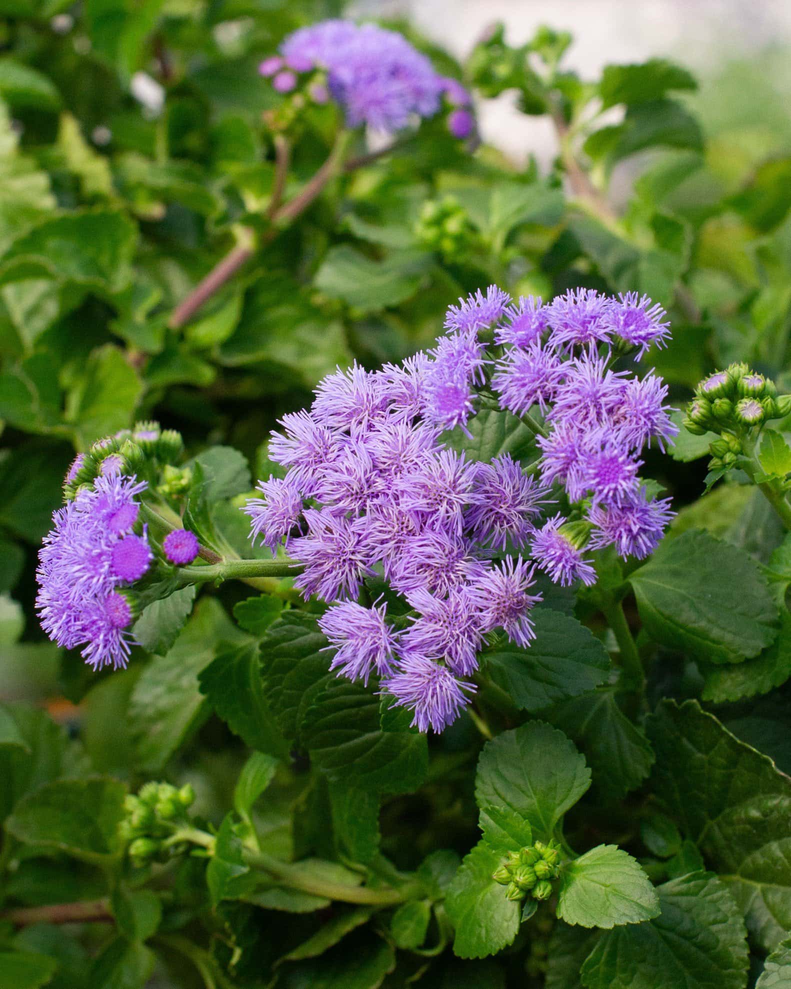 Monarch Magic Flossflower - Main Image