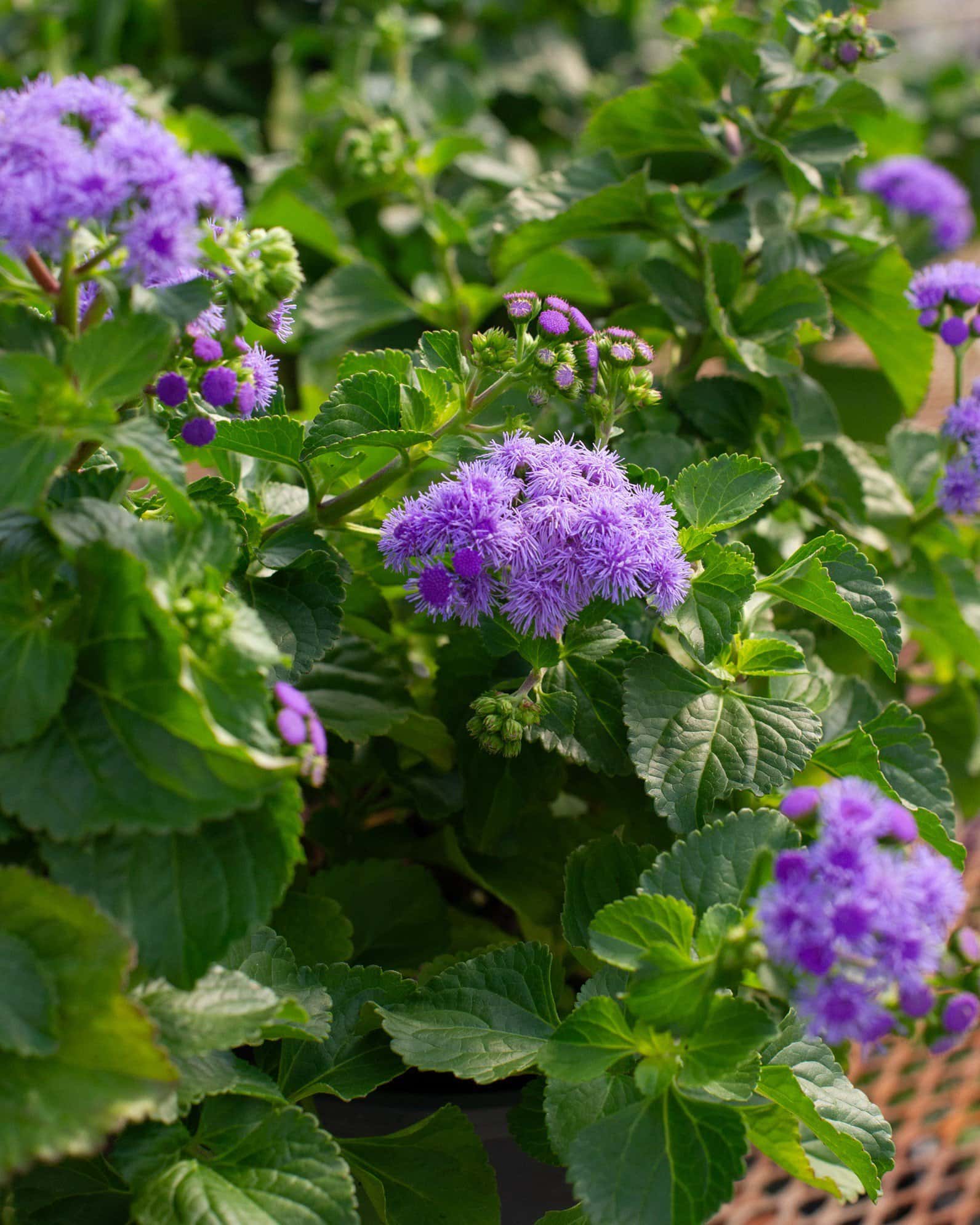 Monarch Magic Flossflower - Image 1