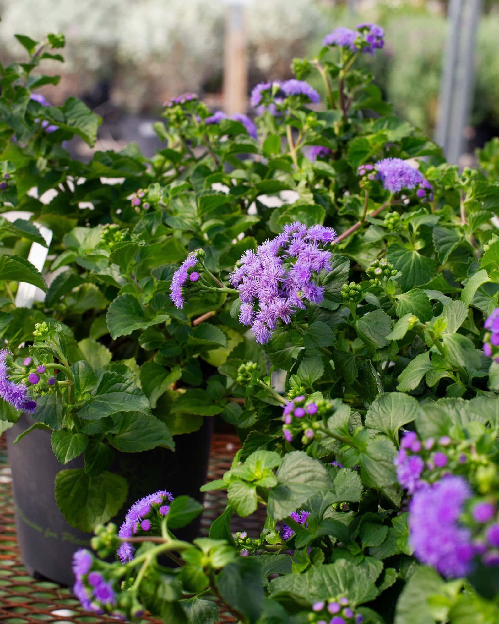 Monarch Magic Flossflower - Image 4