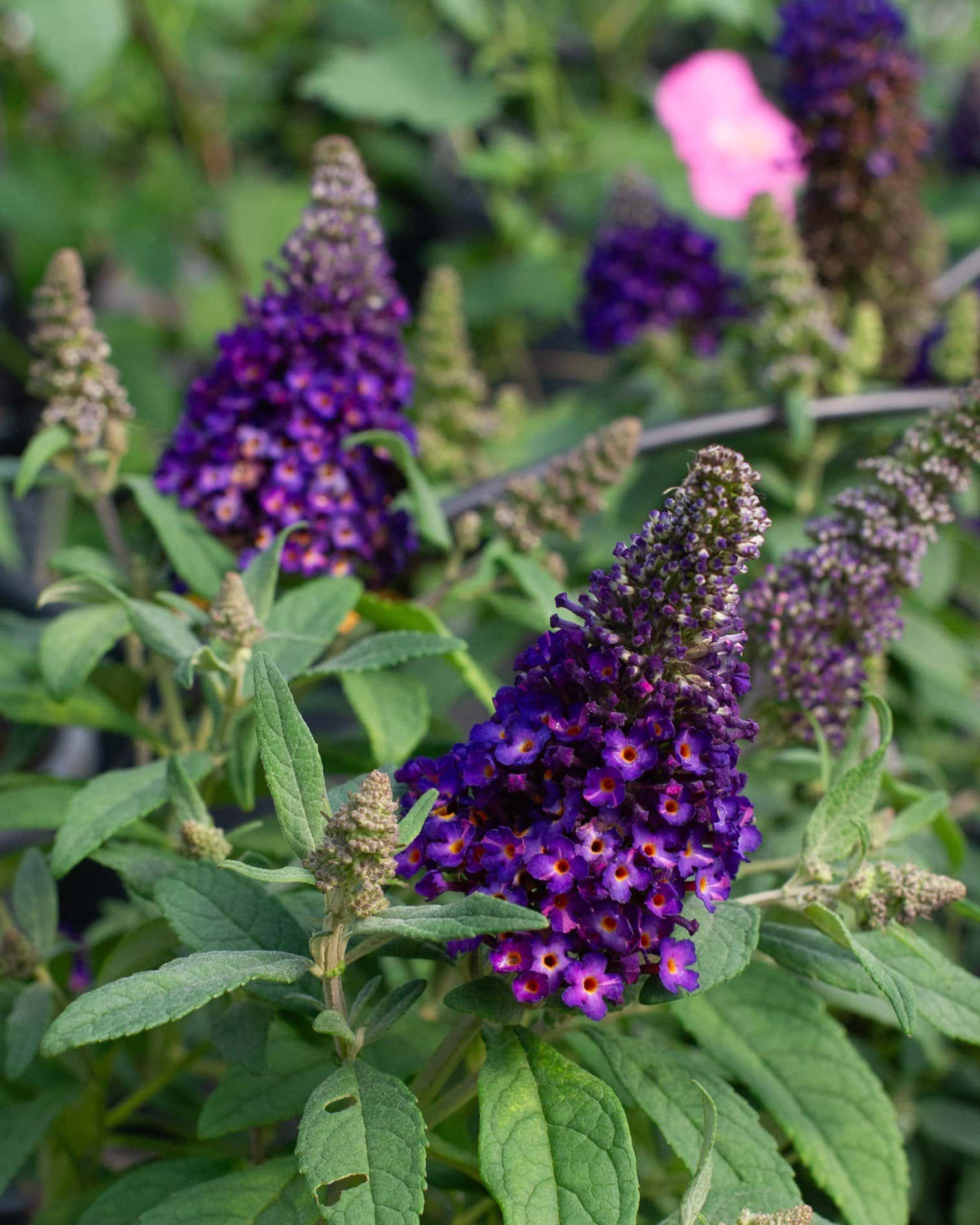 Little Rockstars Purple Buddleia Butterfly Bush - Main Image