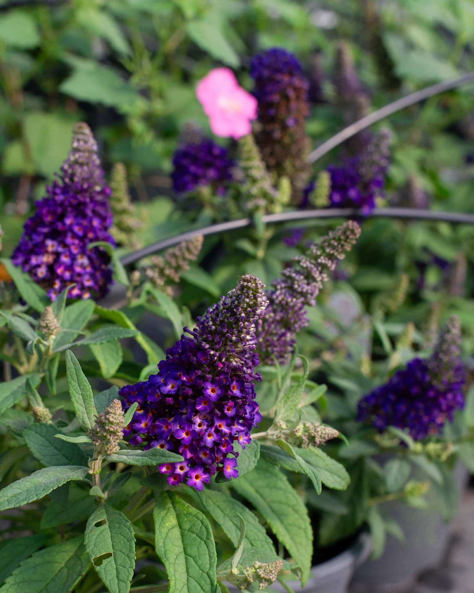 Little Rockstars Purple Buddleia Butterfly Bush - Image 1