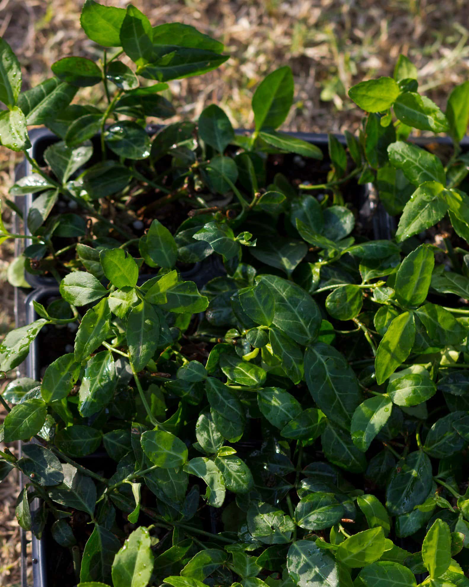 Purpleleaf Wintercreeper Euonymus - Image 3