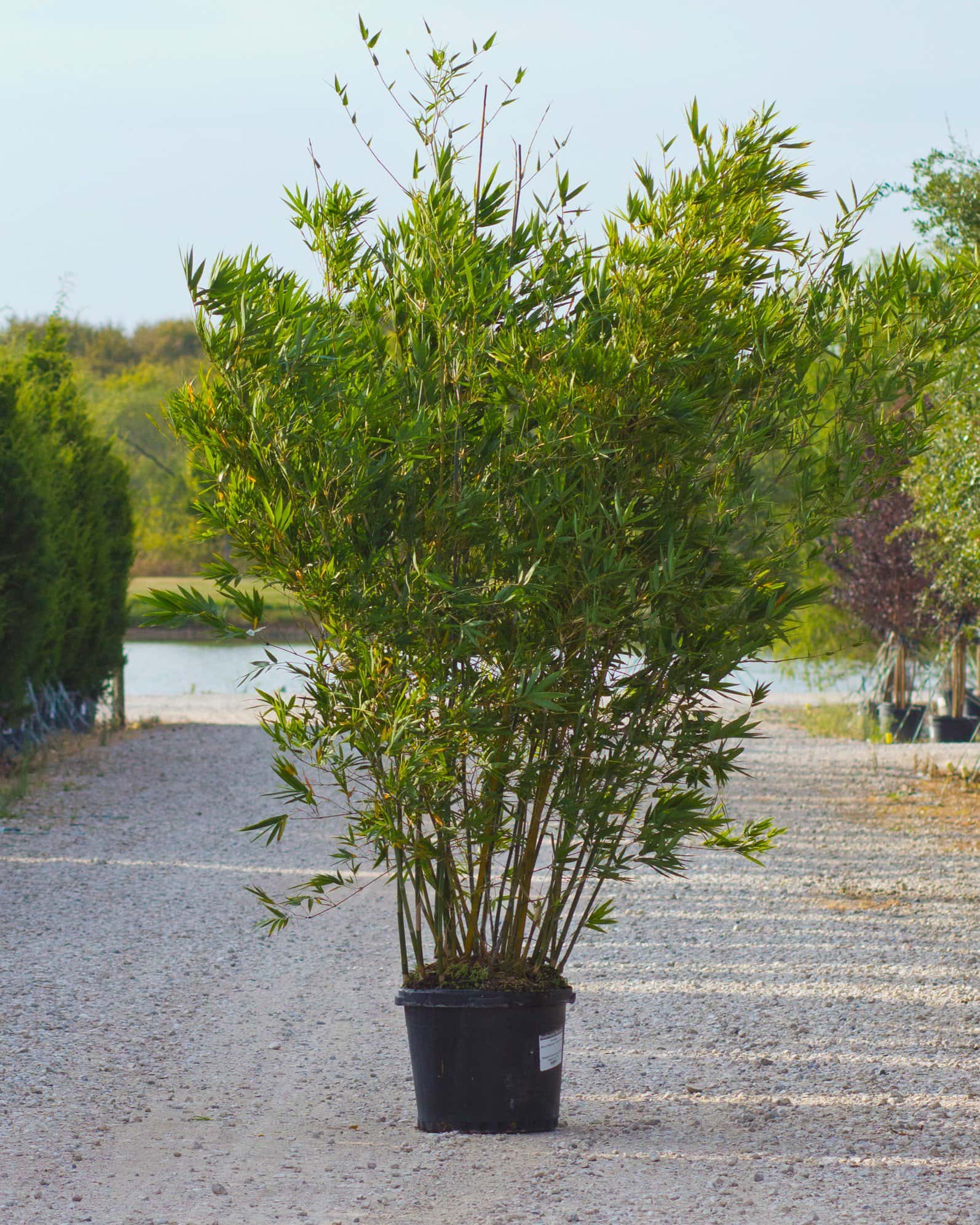 Seabreeze Bamboo - Image 1