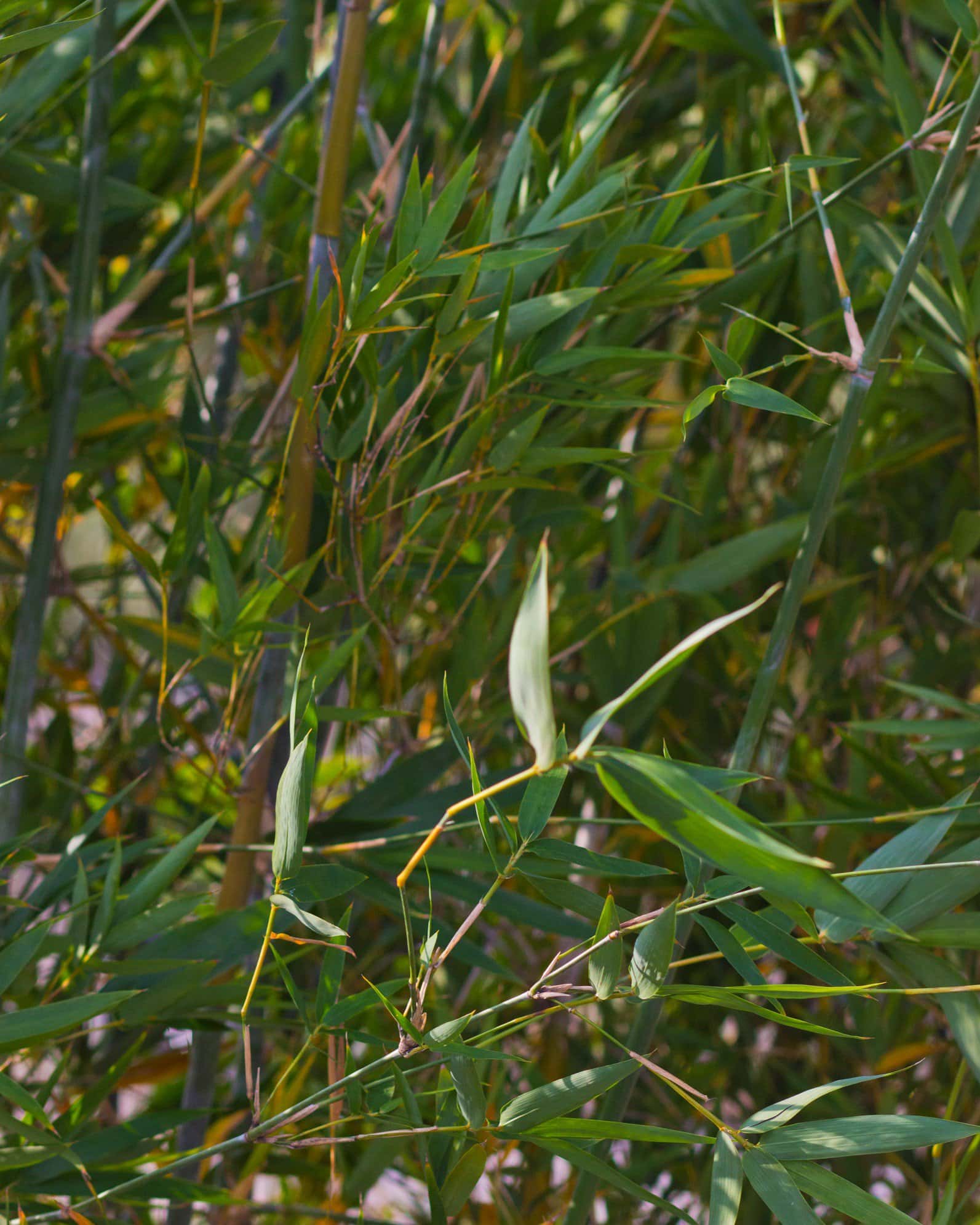 Seabreeze Bamboo - Image 2