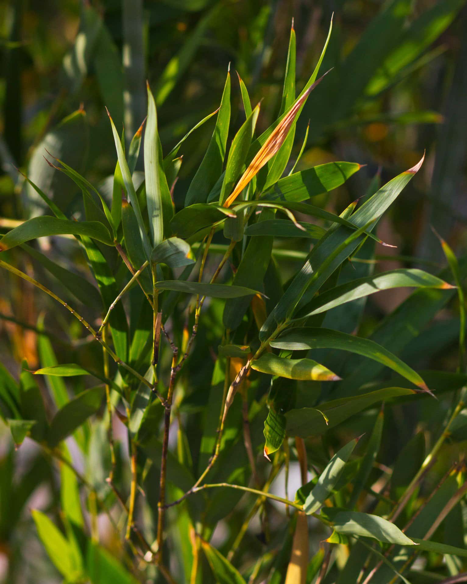 Seabreeze Bamboo - Image 3