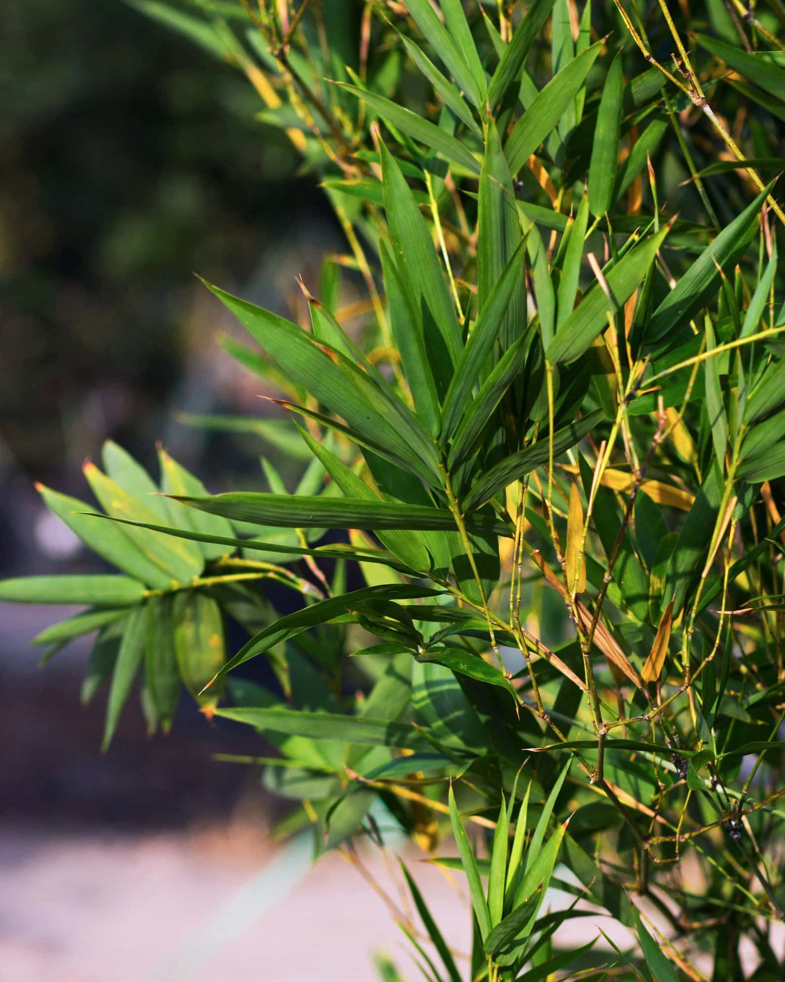 Seabreeze Bamboo - Image 6