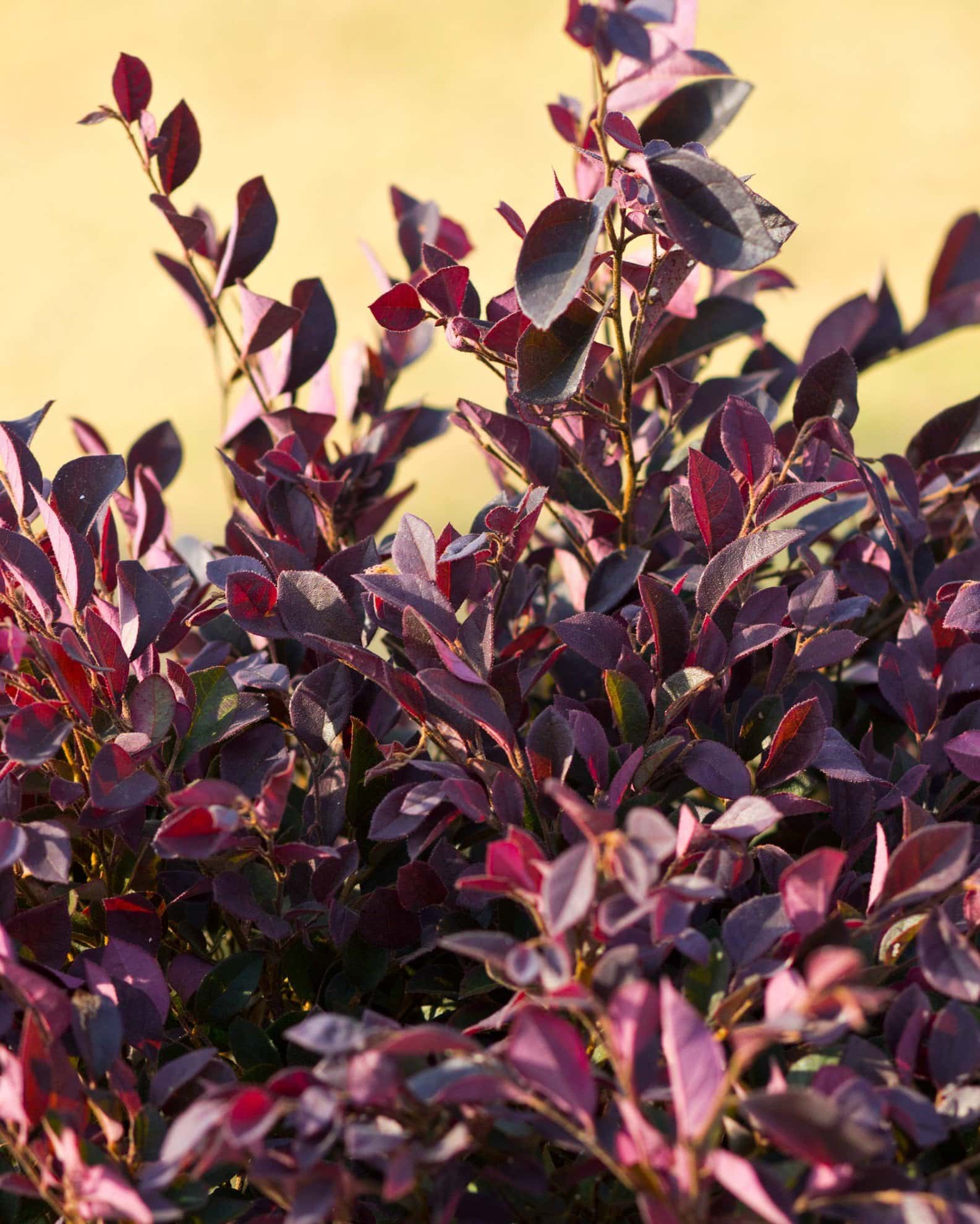 Purple Daydream Loropetalum - Image 5