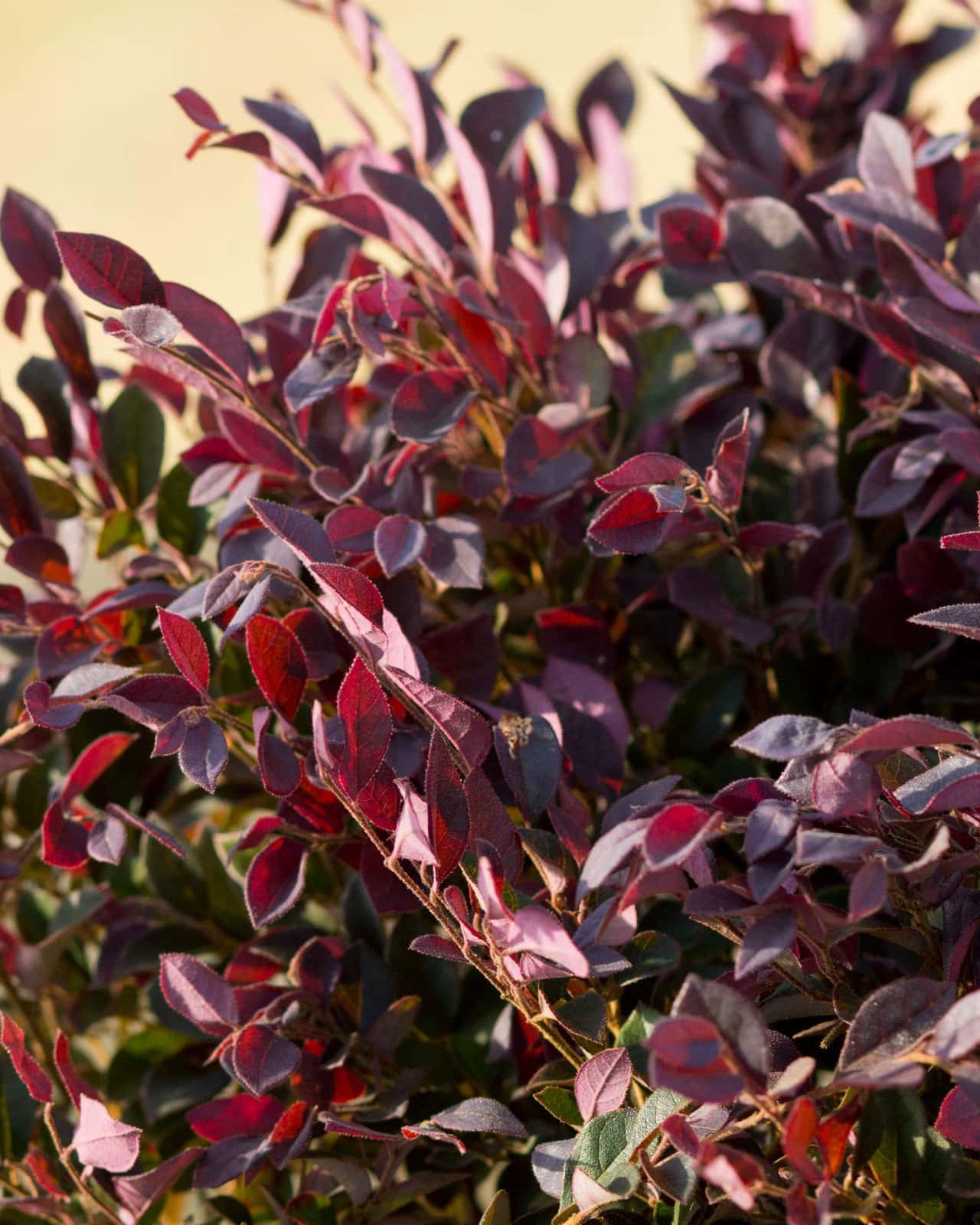 Purple Daydream Loropetalum - Image 6