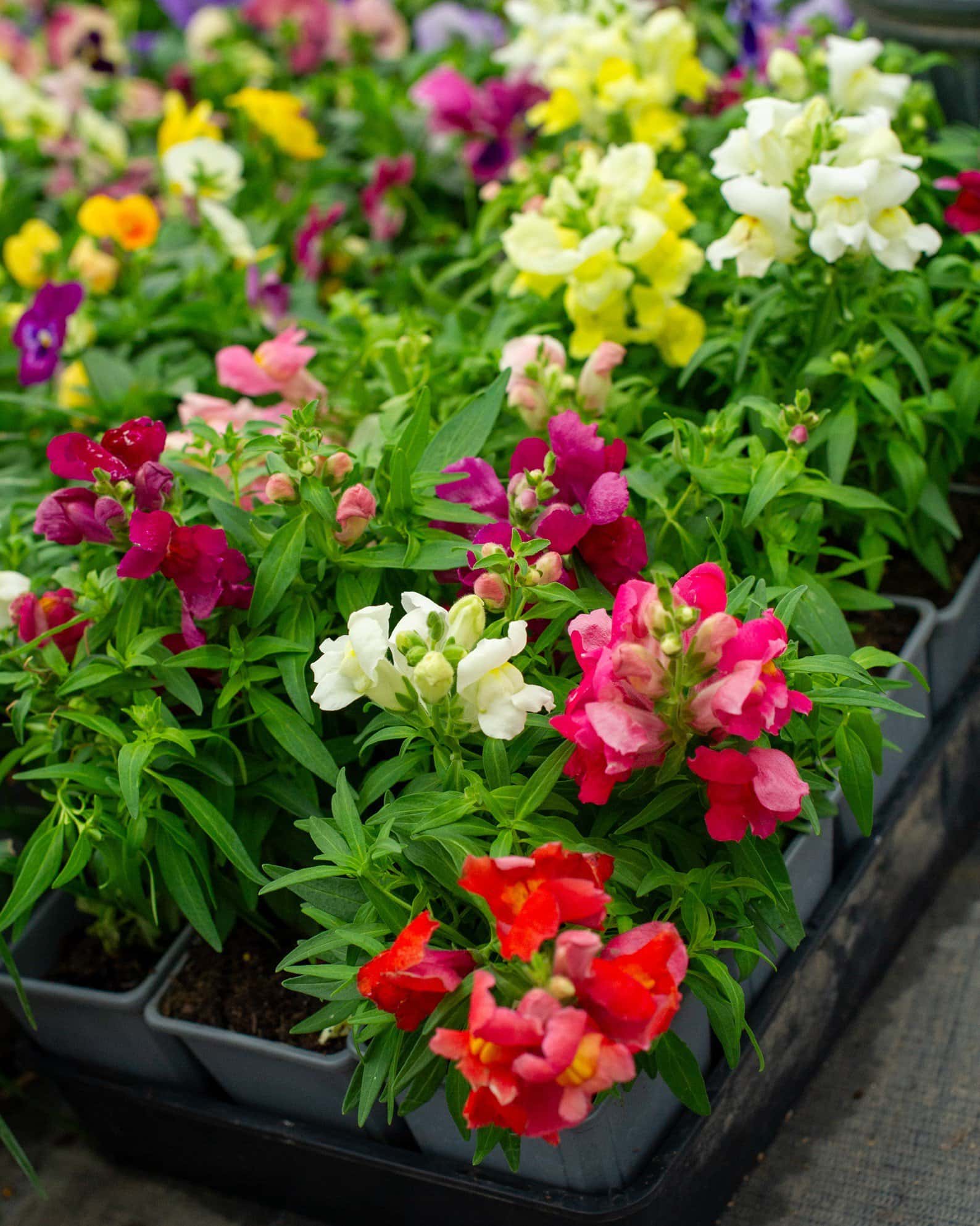 Snapshot Mix Snapdragon - Main Image