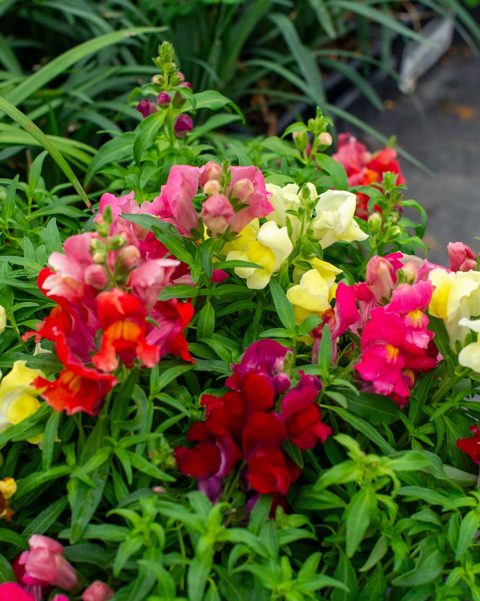 Snapshot Mix Snapdragon - Image 1