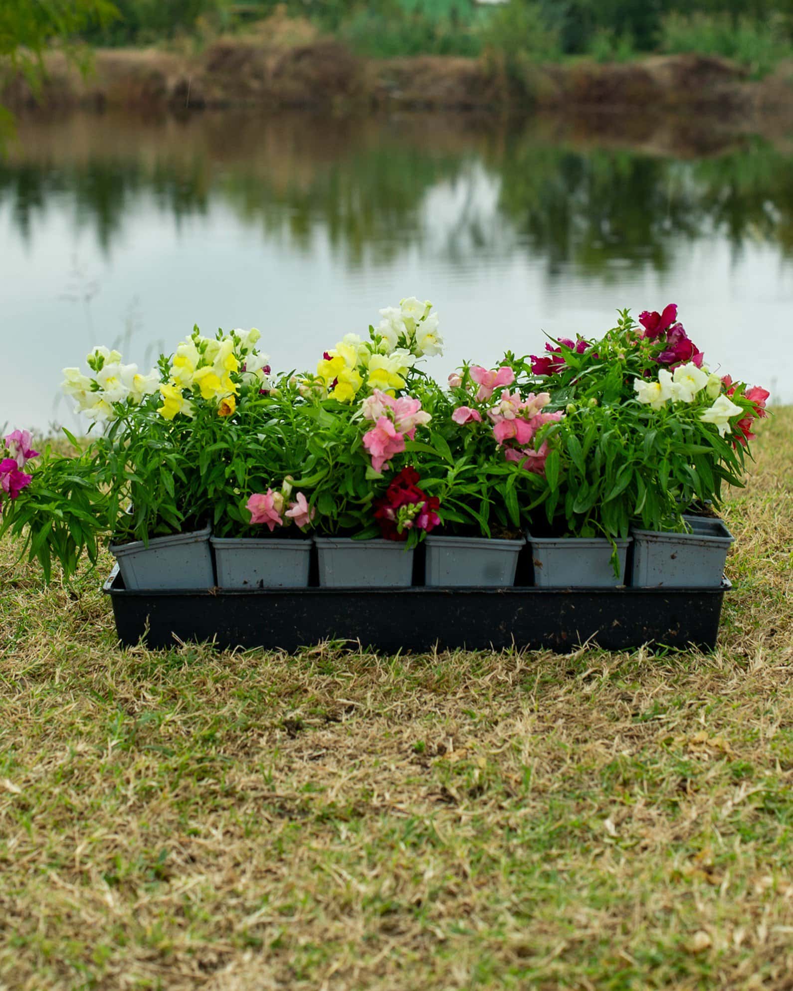 Snapshot Mix Snapdragon - Image 2