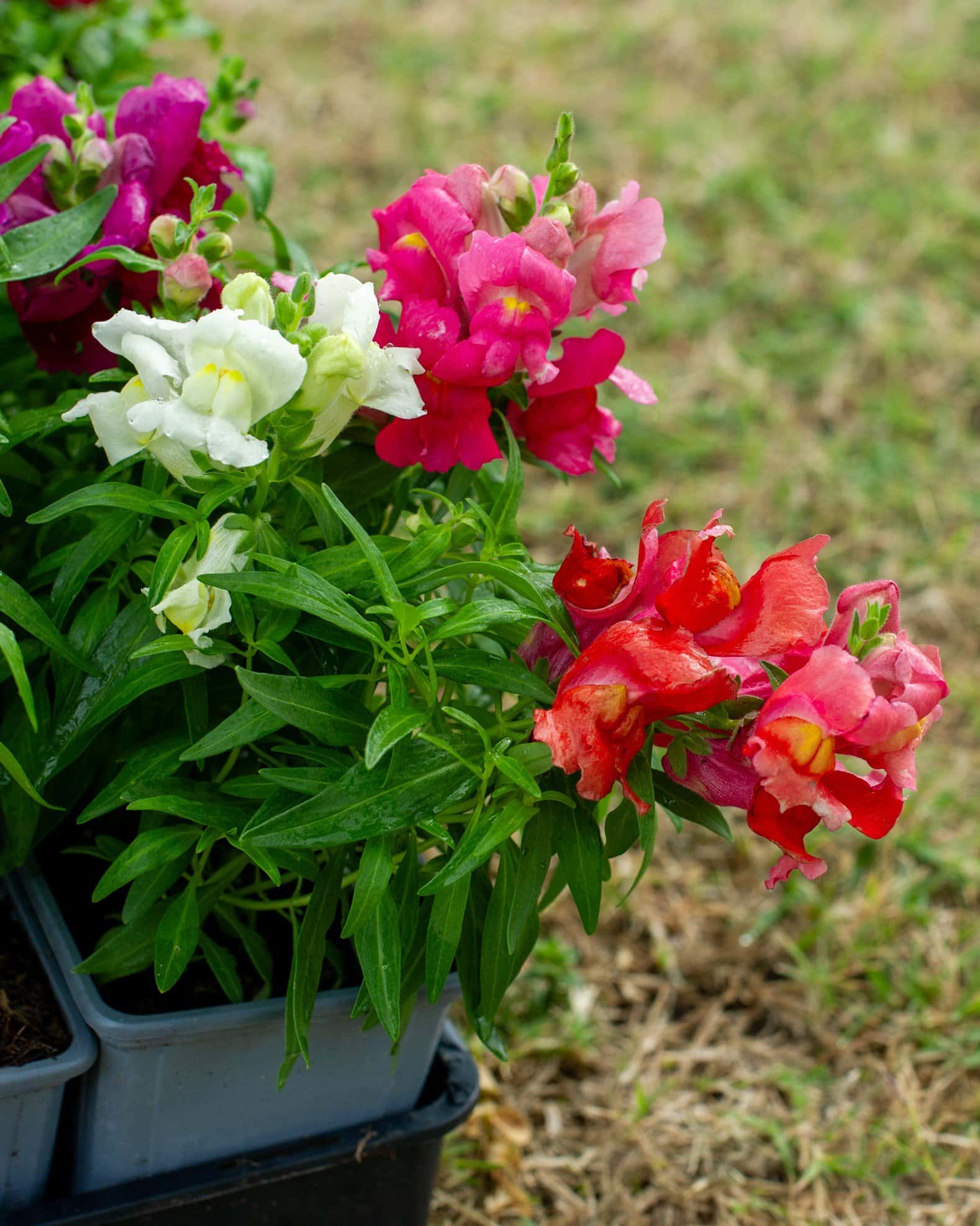 Snapshot Mix Snapdragon - Image 4