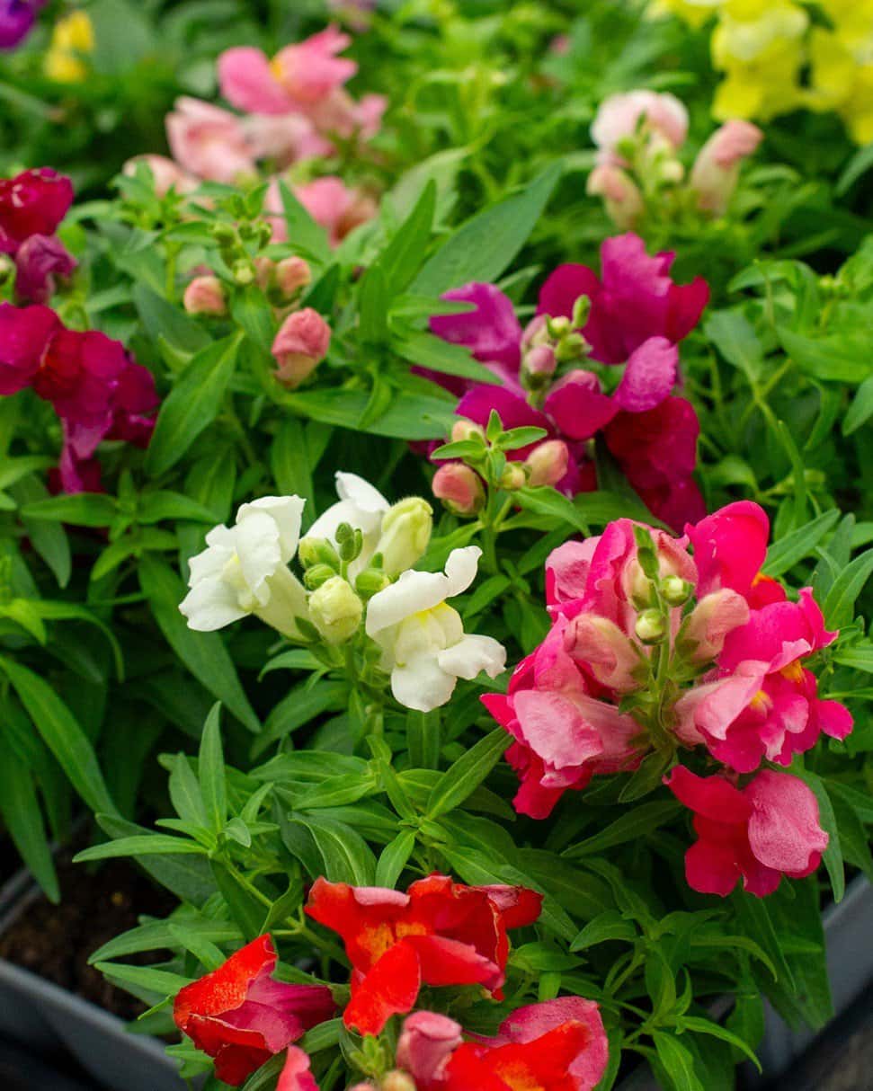 Snapshot Mix Snapdragon - Image 5