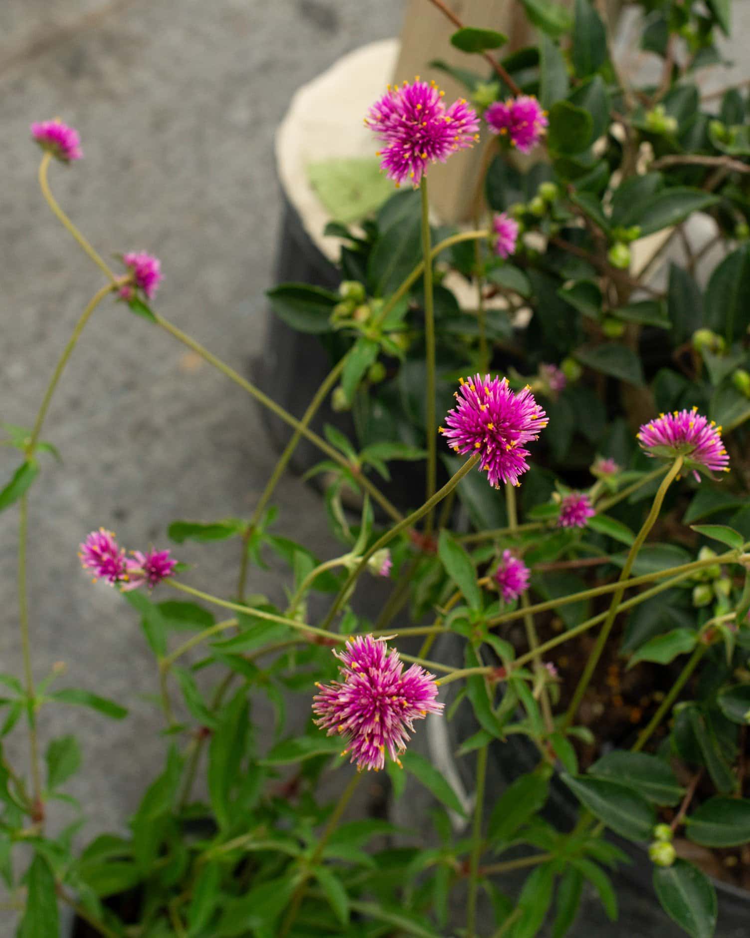 Fireworks Gomphrena - Main Image