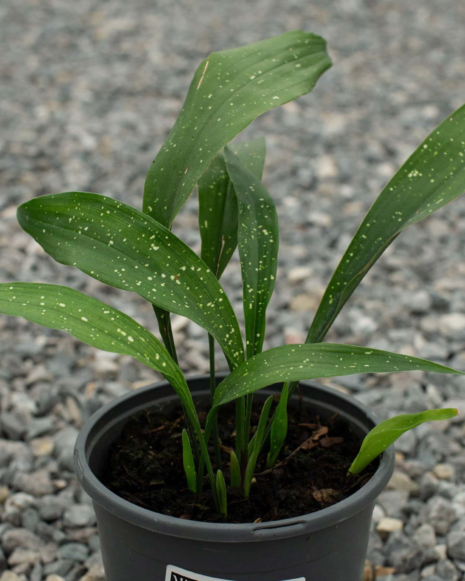 Milky Way Cast Iron - Main Image