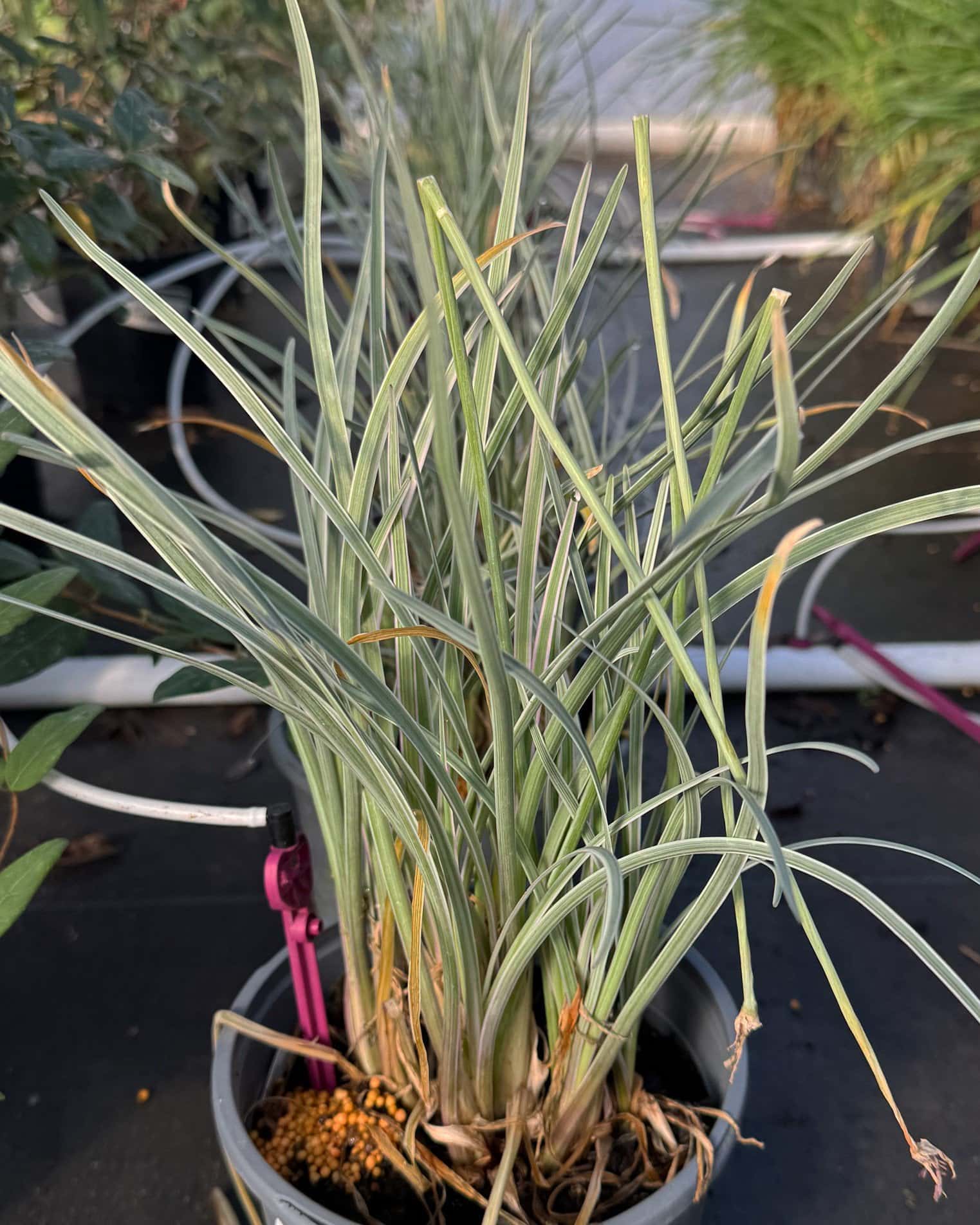 Society Garlic Silver Lace - Main Image